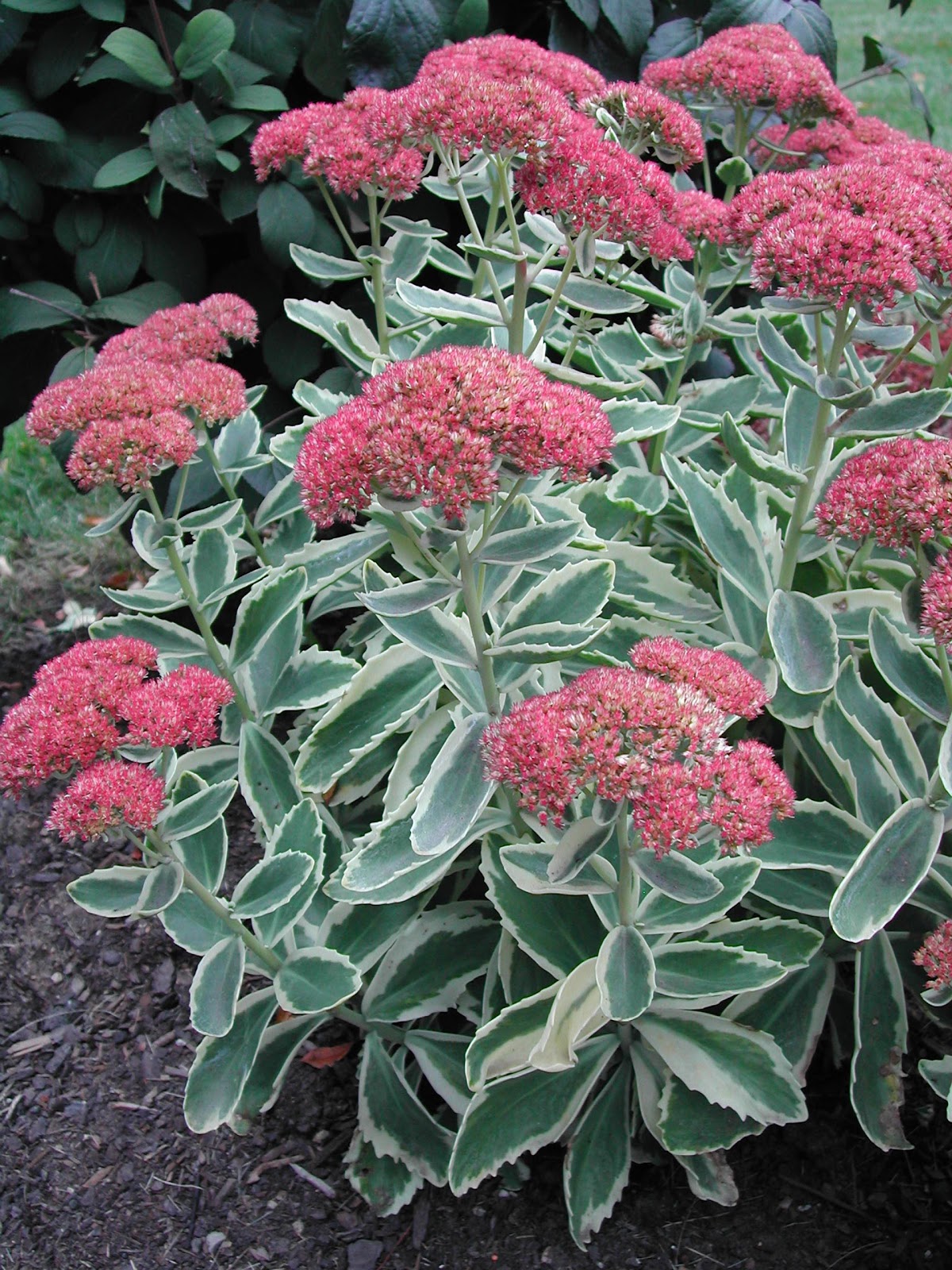 Autumn Charm Sedum ~ Autumn Crafts Picture