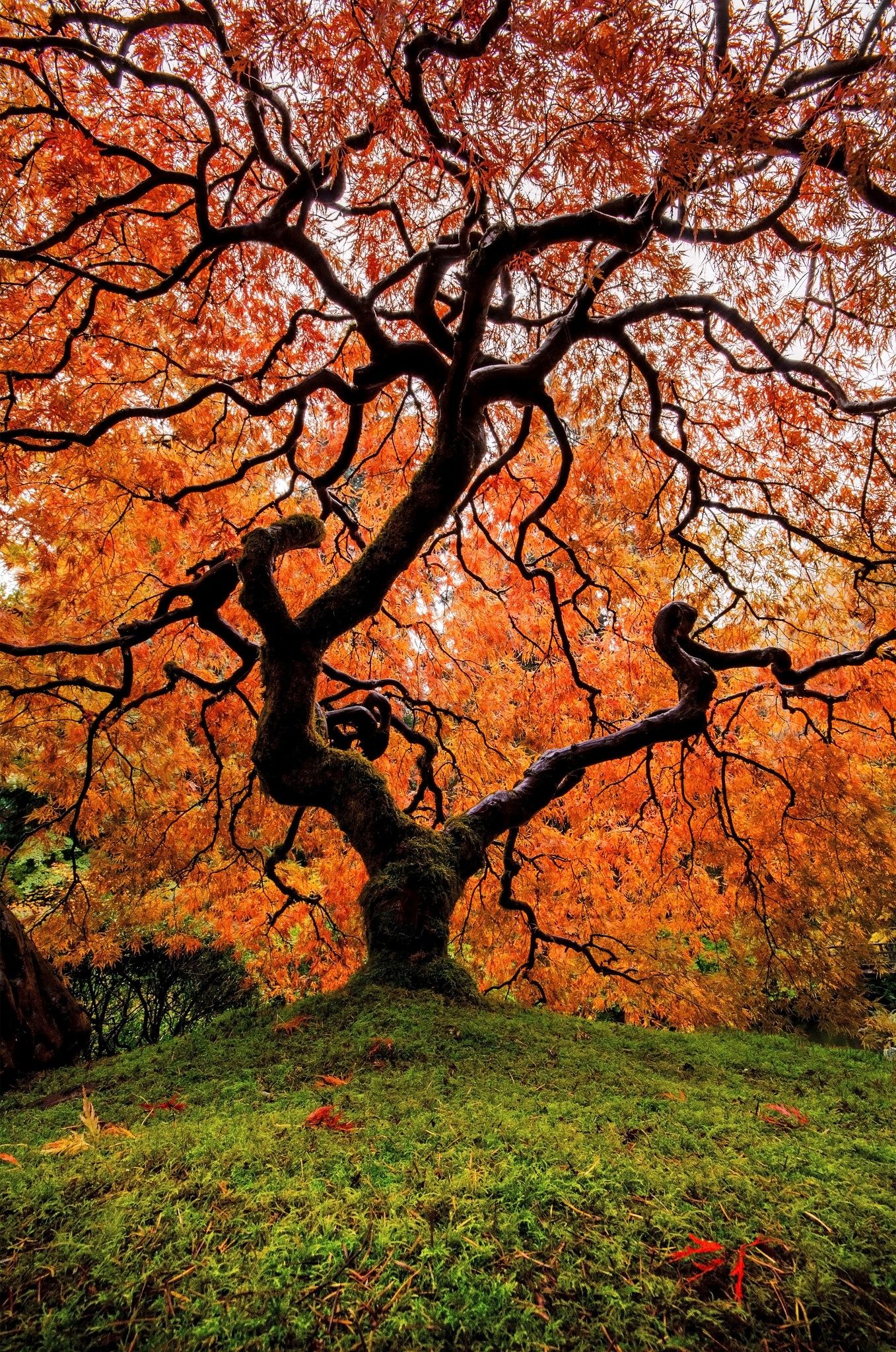 Autumn Serenity | Beautiful tree, Unique trees, Portland japanese garden