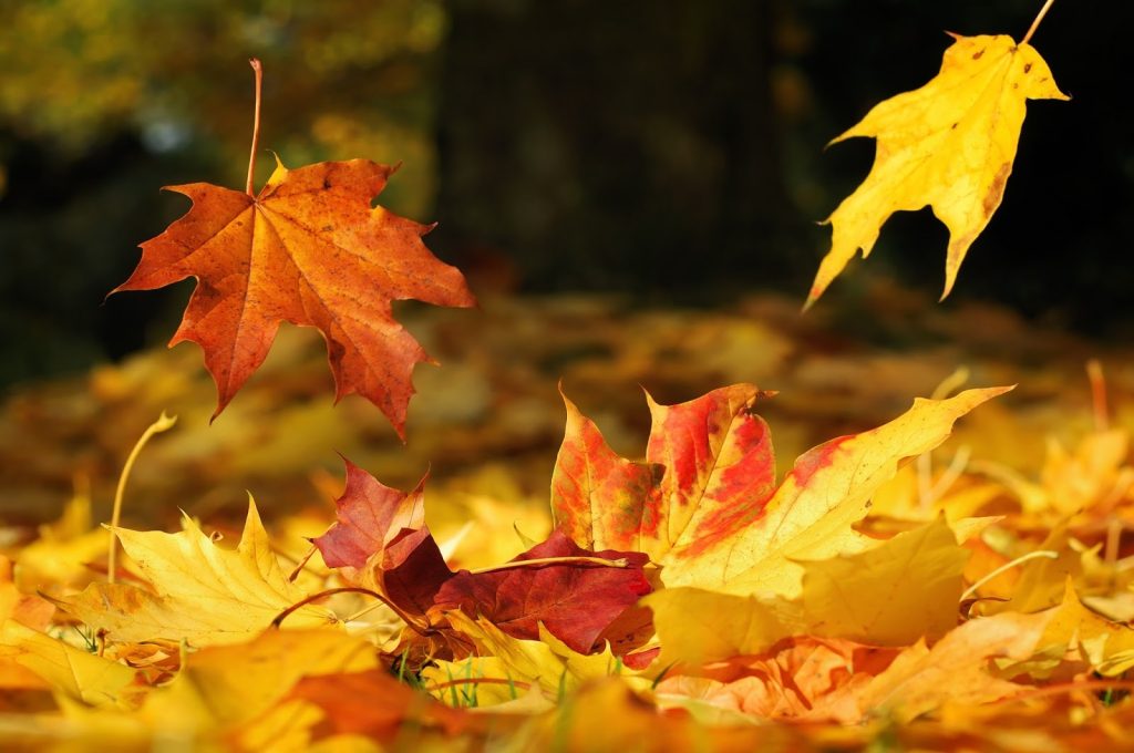 Hypnogoria: FOLKLORE ON FRIDAY - Autumn Leaves