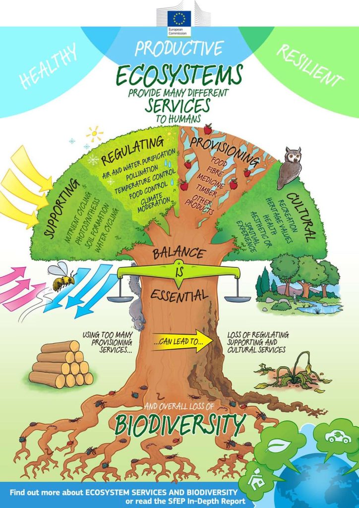 infographic showing how ecosystems provide many different services to