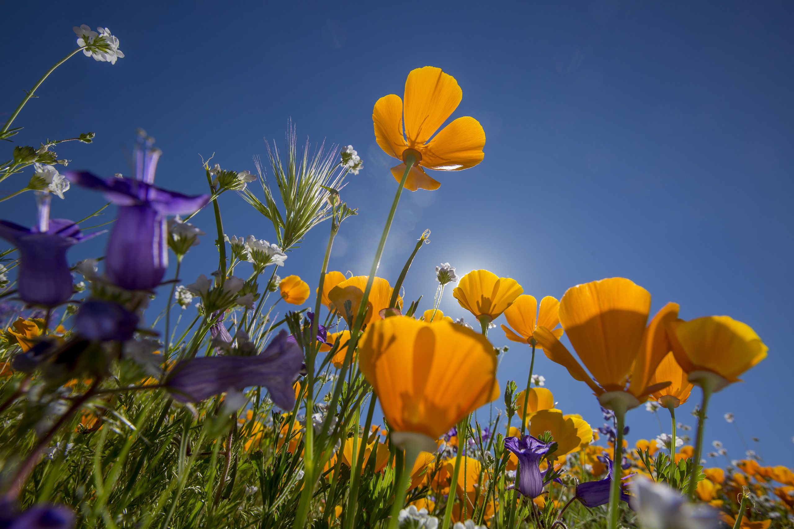 Carlsbad, California - Super bloom: Spectacular spring flowers of 2017