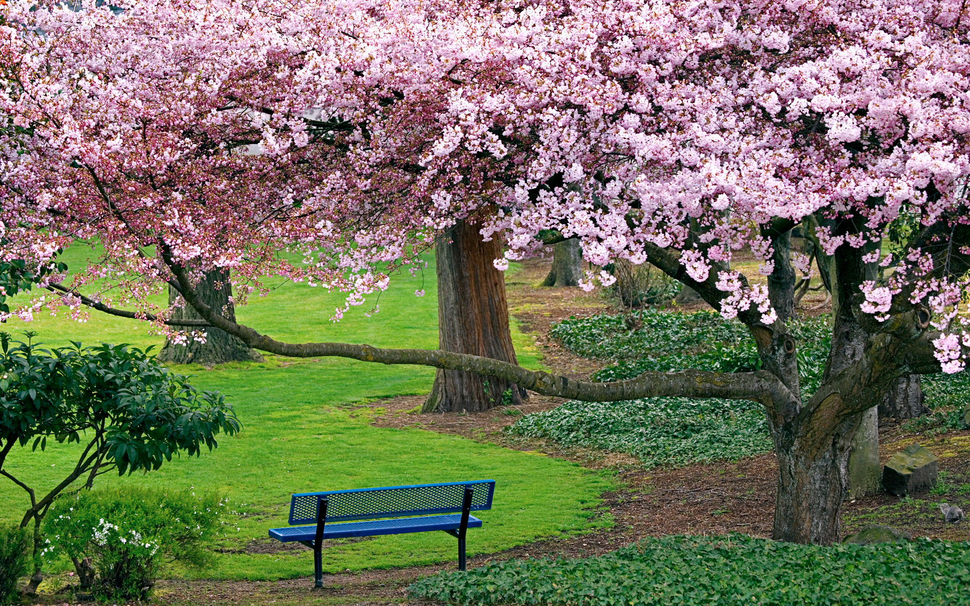 nature, Landscapes, Trees, Flowers, Blossoms, Park, Garden, Grass