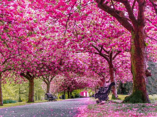 Where to go see all the nice flowers this spring | Greenwich park