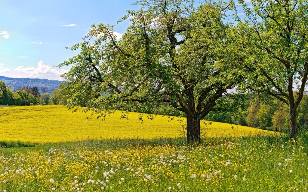 meadow, Flowers, Dandelions, Trees, Spring, Landscapes, Fields
