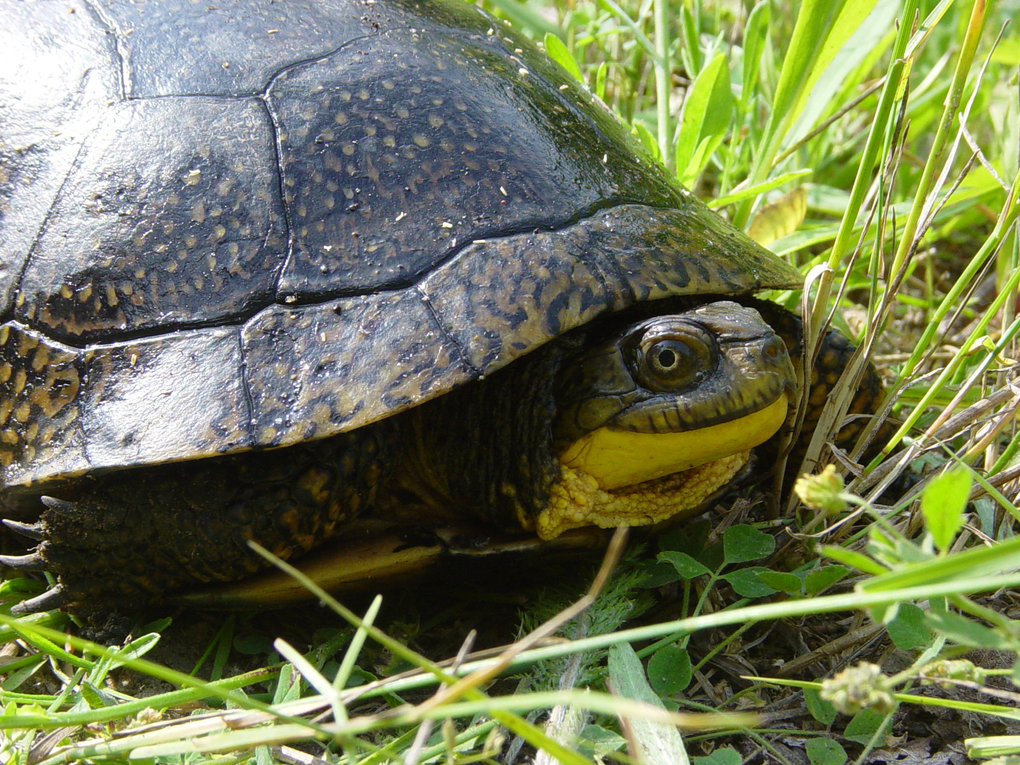 Summer Exploration Days: Michigan's Precious Few