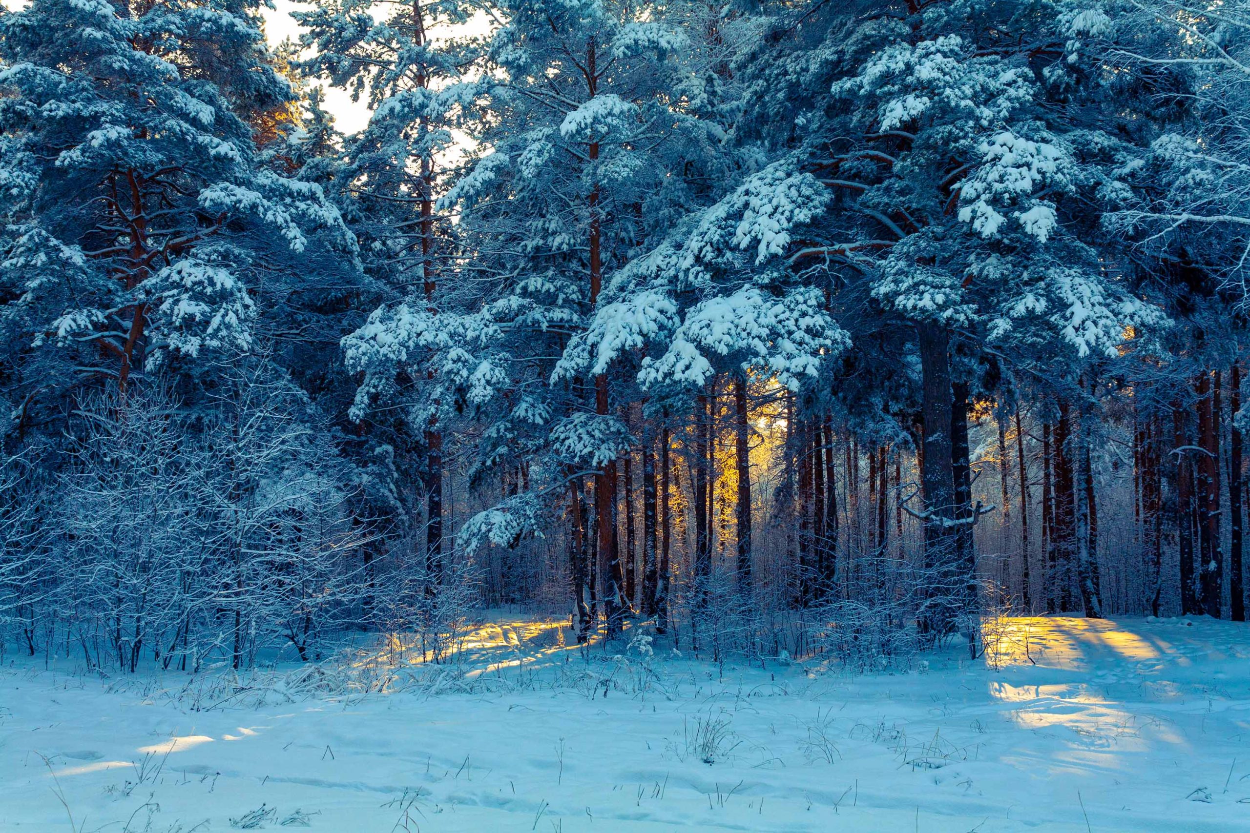 Winter Serenity Image - ID: 229368 - Image Abyss