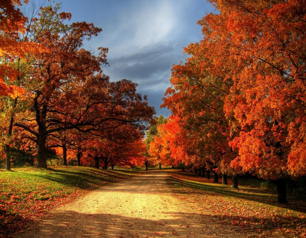 30+ Most Beautiful Images Of Autumn Leaves For You