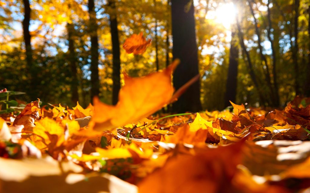 HD Autumn falling leaves ground Wallpaper | Download Free - 144711