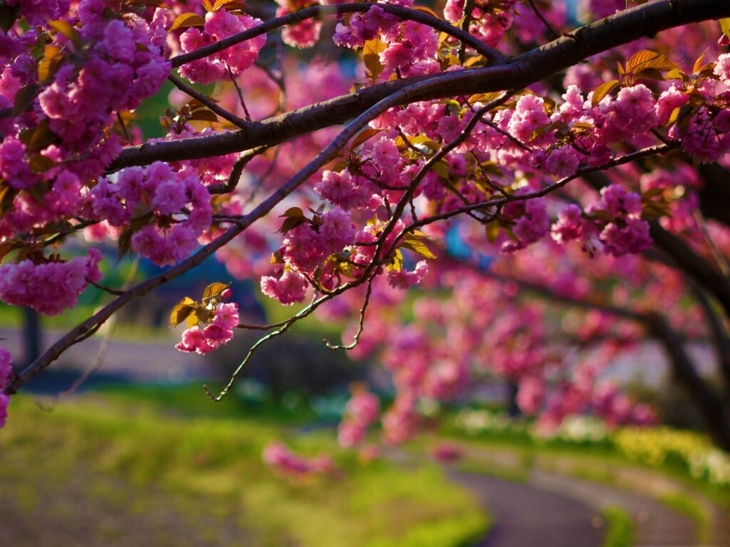 Spring Cherry Blossom - Wallpaper, High Definition, High Quality