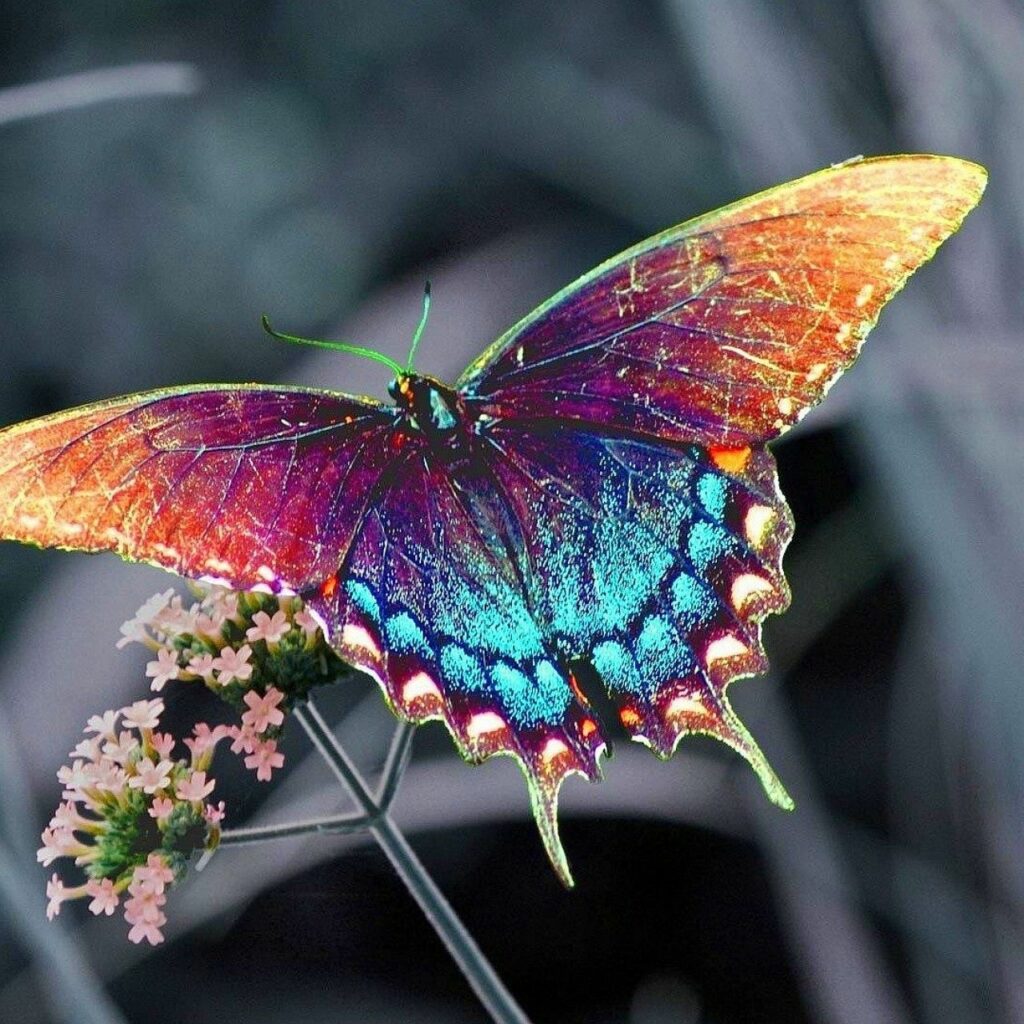 » Beautiful Colorful Butterfly | HD Desktop Wallpapers | Butterfly