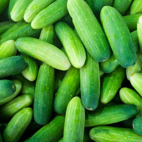 How to Grow Cucumber Plants | Dengarden