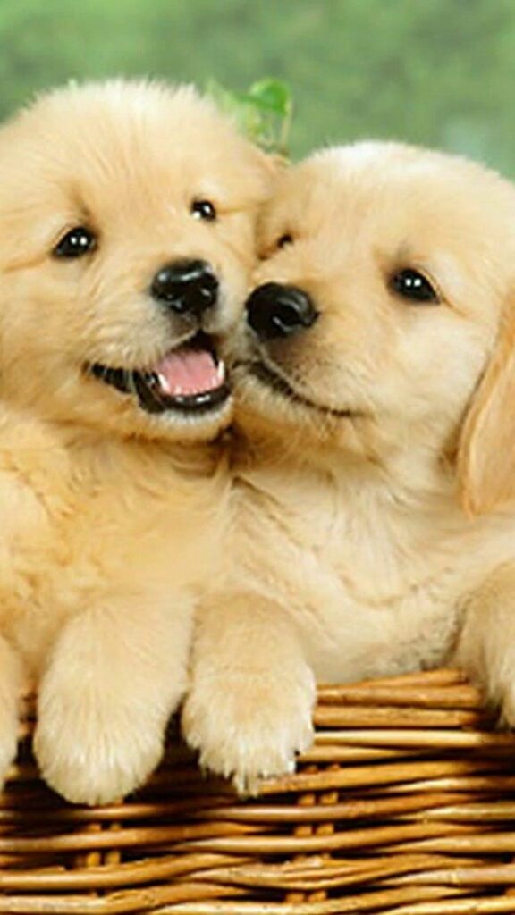 Cute puppies Wallpaper for mobile phone, tablet, desktop computer and