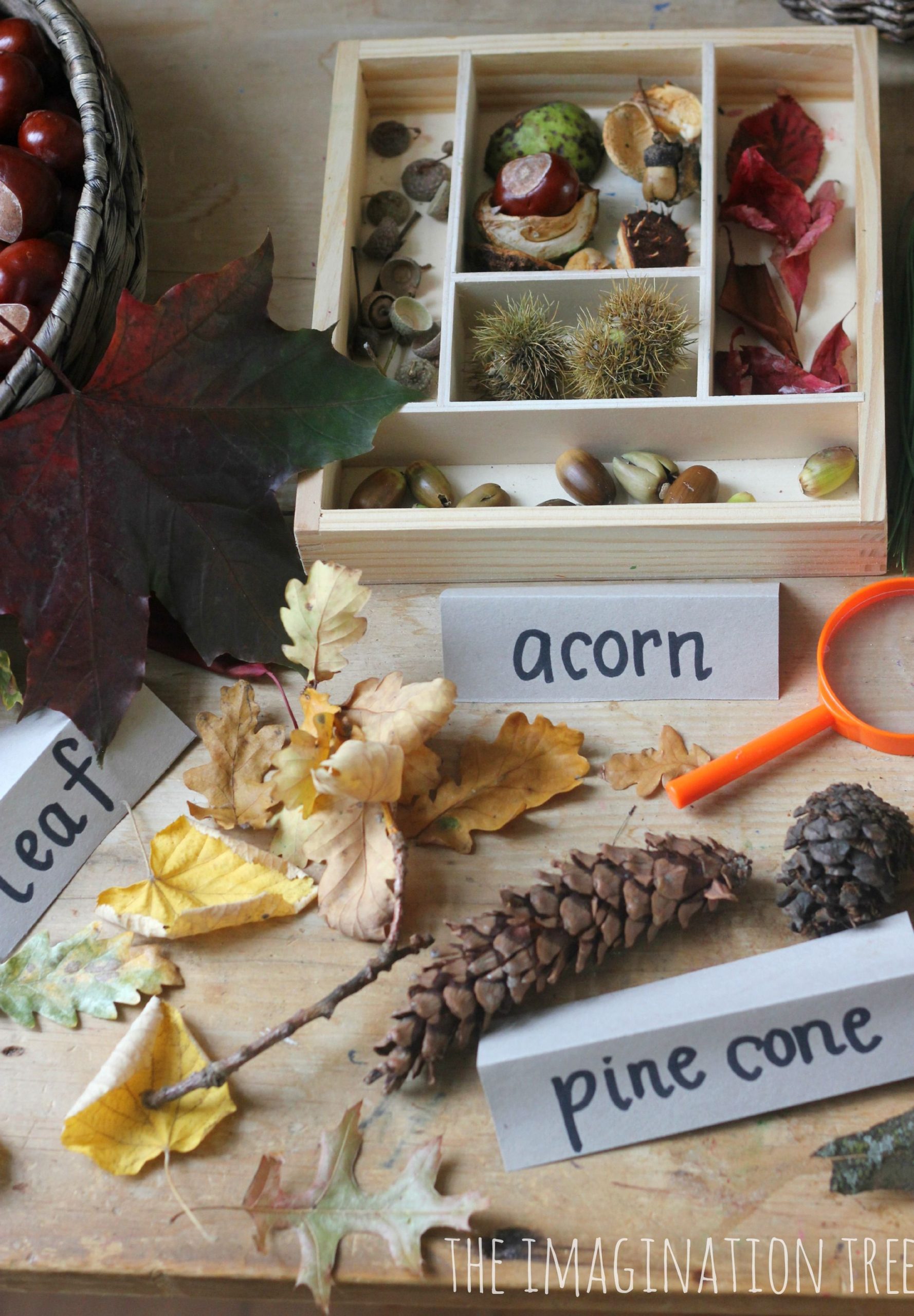 Autumn Nature Exploration Table | Imagination tree, Autumn nature