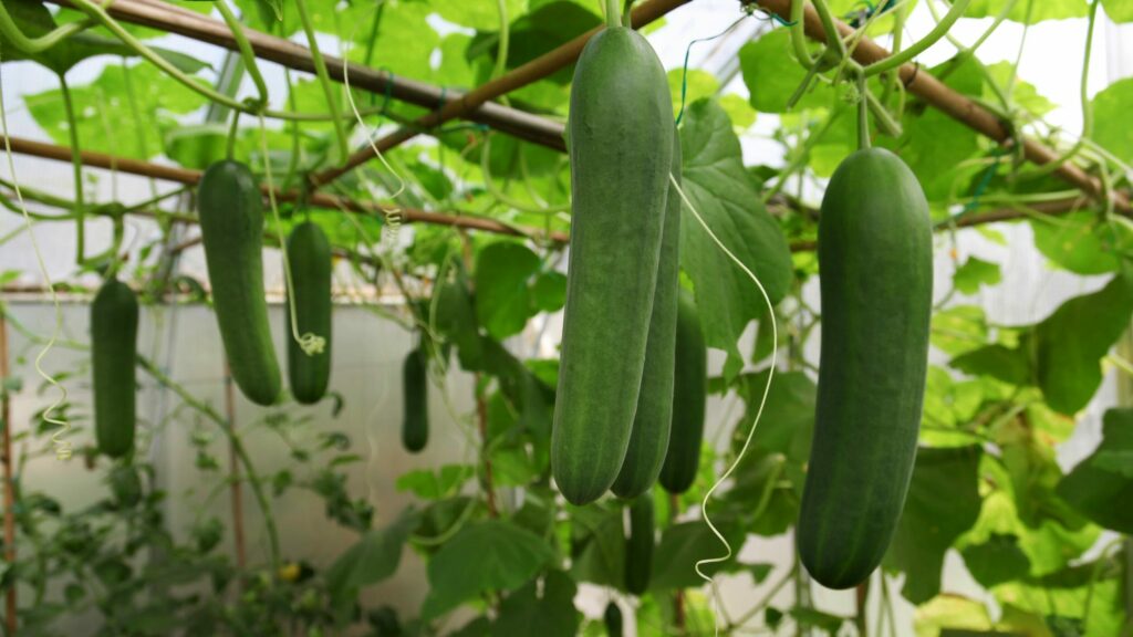 How Long do Cucumbers Take to Grow? [Cucumber Growing Stages] - Grow