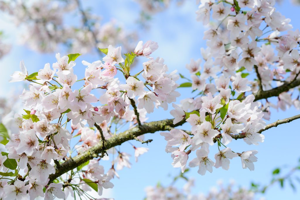 10 trees with beautiful spring blossom - gardenersworld.com