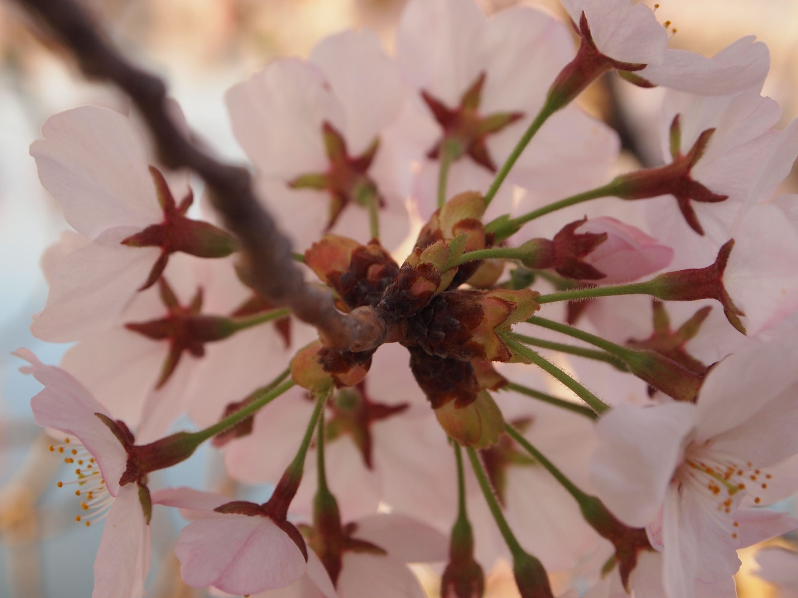 Spring Renewal | Melinda VanLone Cherry Blossoms, Tidal Basin | Spring