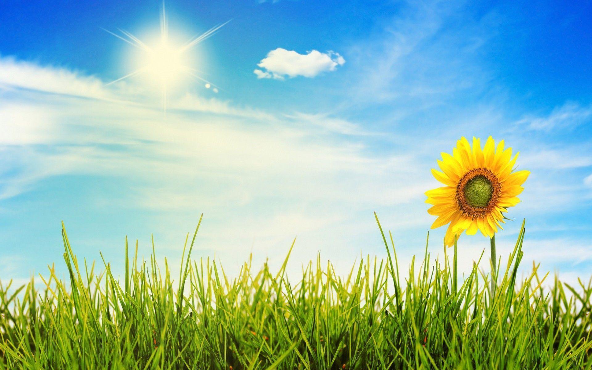 Sunny Day Wallpapers - Wallpaper Cave