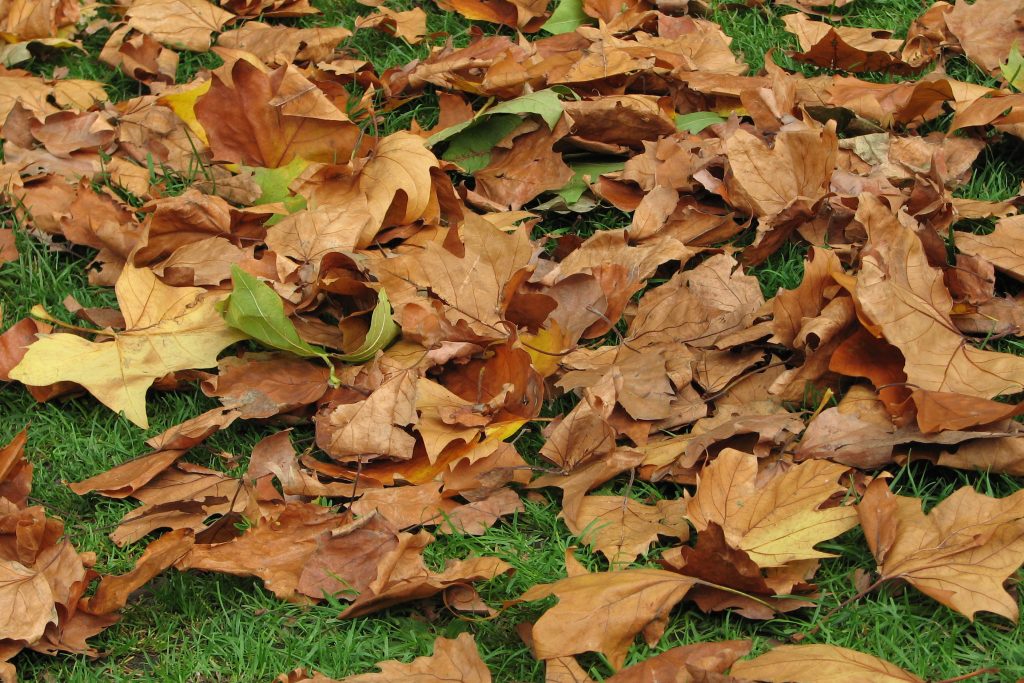Rustling Leaves and a Jumpy Texas Wind | Talking About the Weather