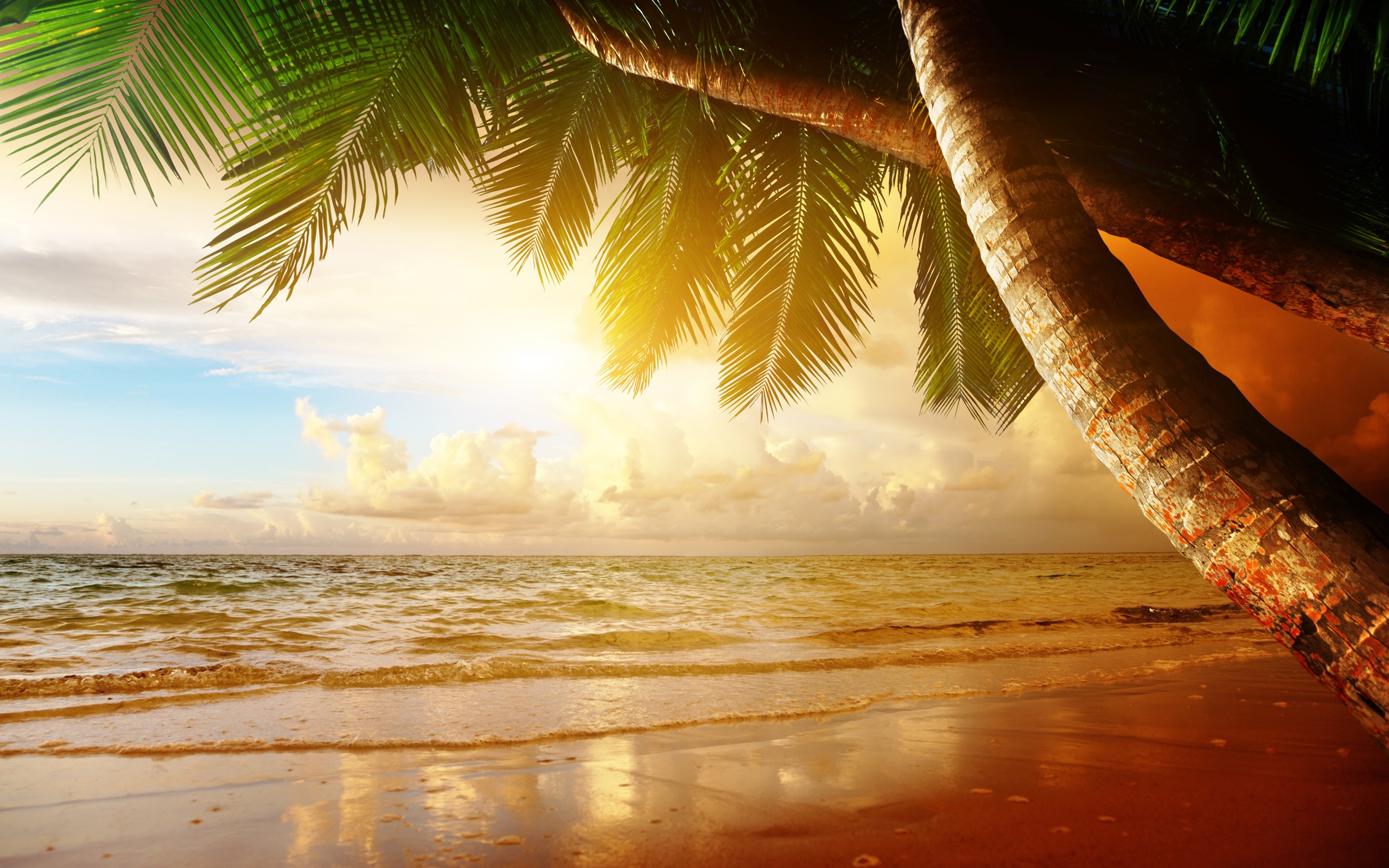 Summer tropical scenery, sunset, sea, ocean, palm trees, sunset
