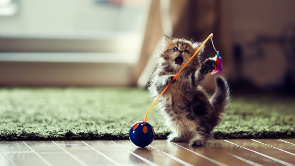 Funny Lovely Playful Kitten HD desktop wallpaper : Widescreen : High