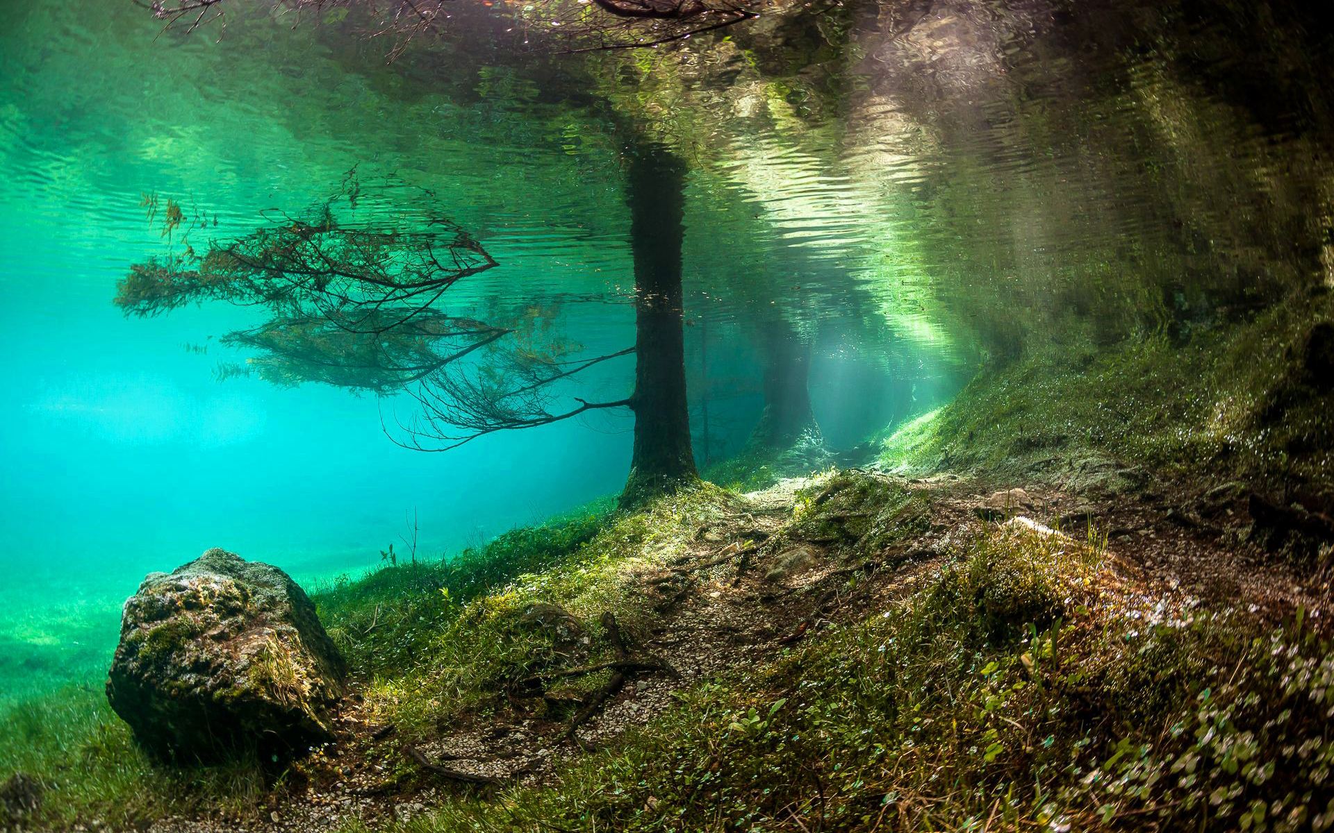 Underwater Grass Tree HD wallpaper | nature and landscape | Wallpaper