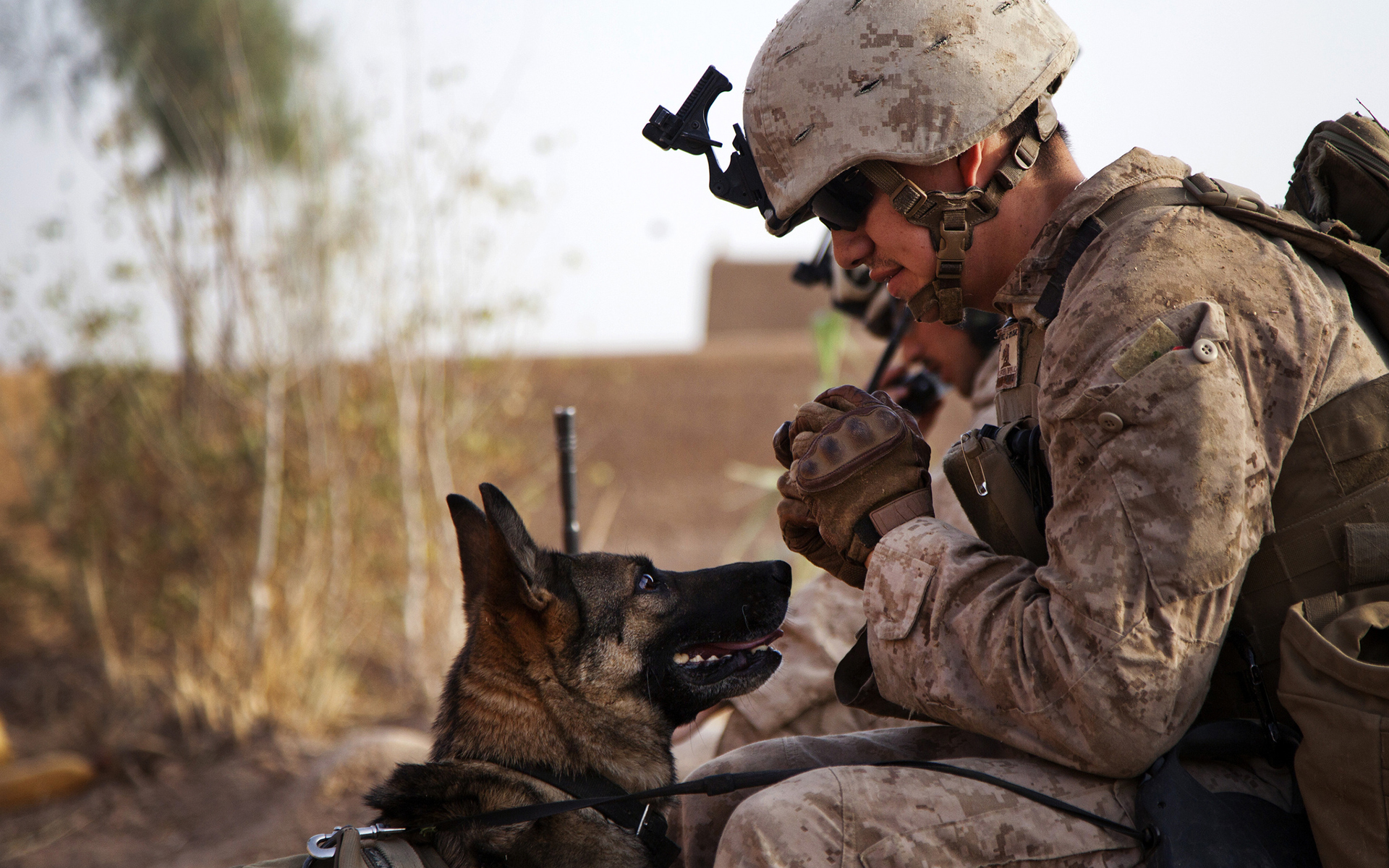 Soldier Dog mood military people friend warrior warriors wallpaper