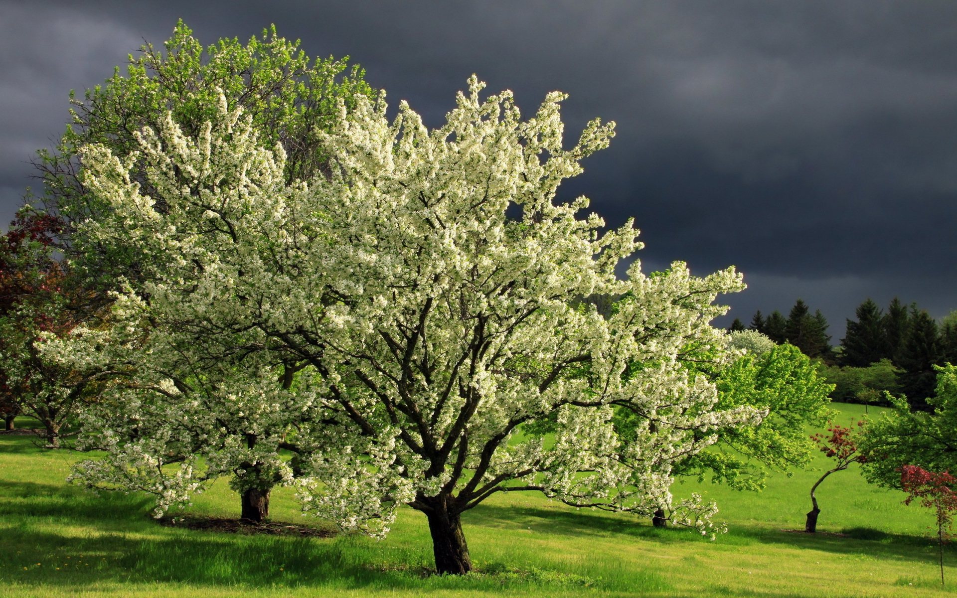 Free Spring Tree HD Wallpaper - WallpaperSafari