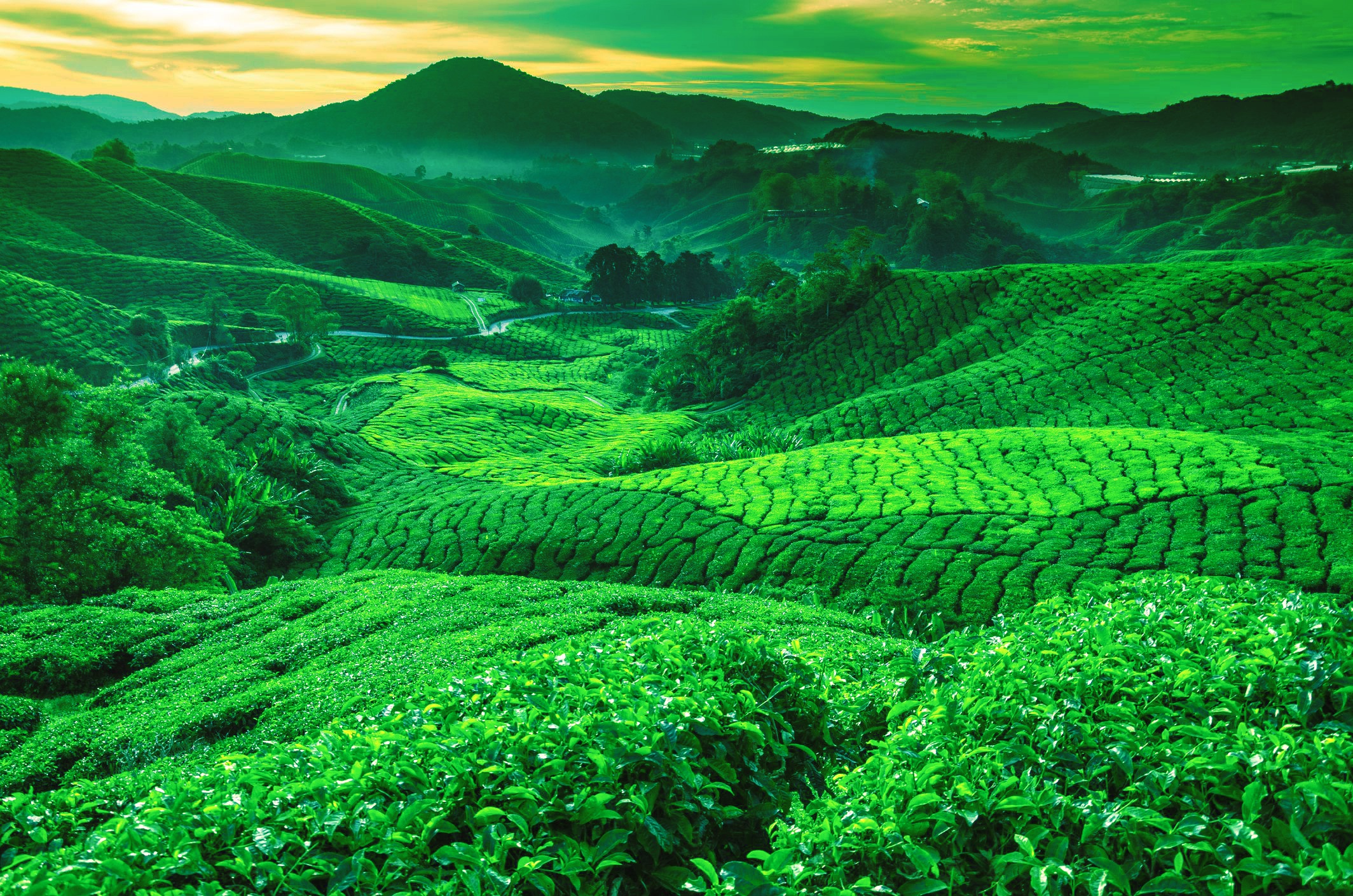Tea Plantation HD Wallpaper