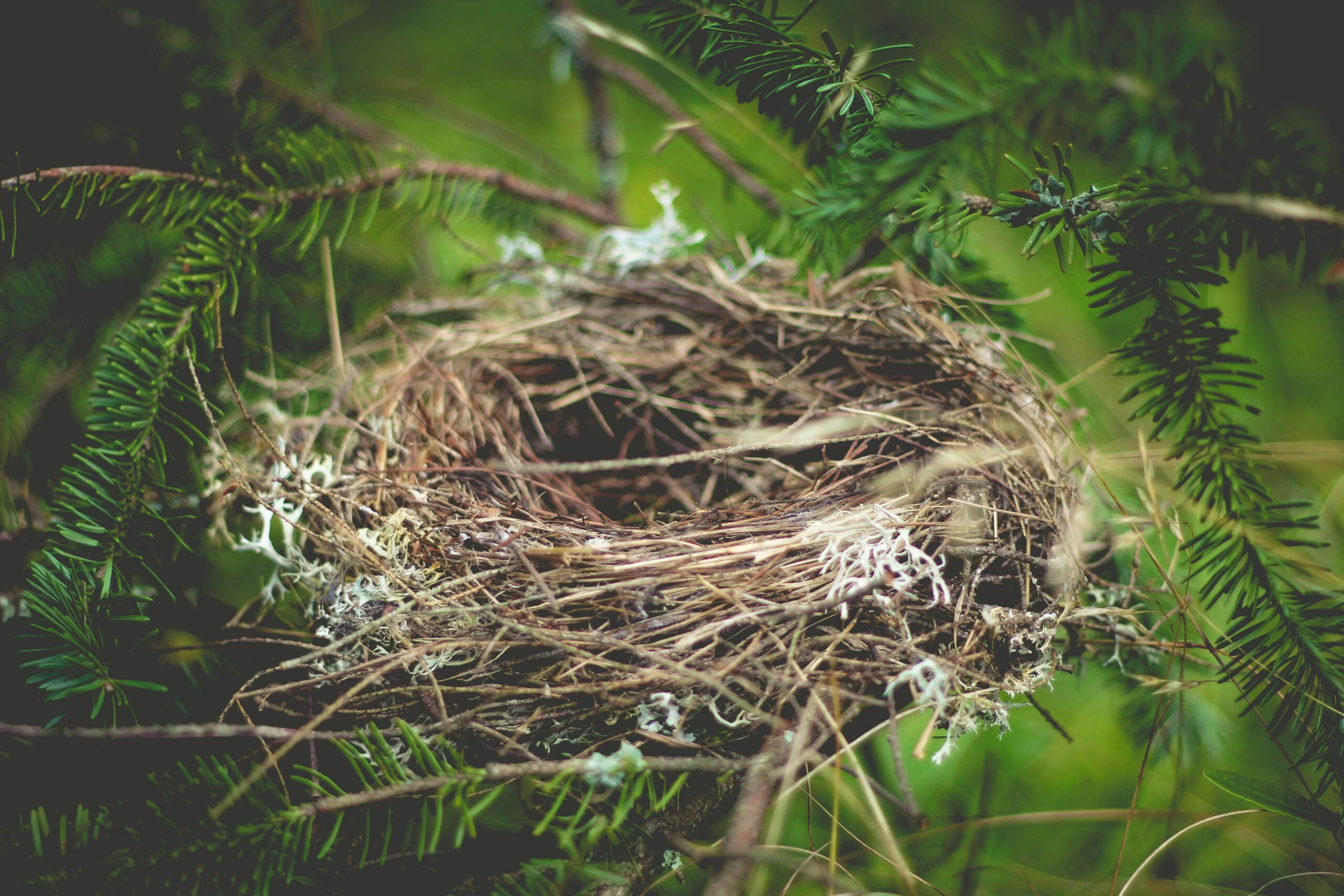 Bird Nest Wallpapers - Wallpaper Cave