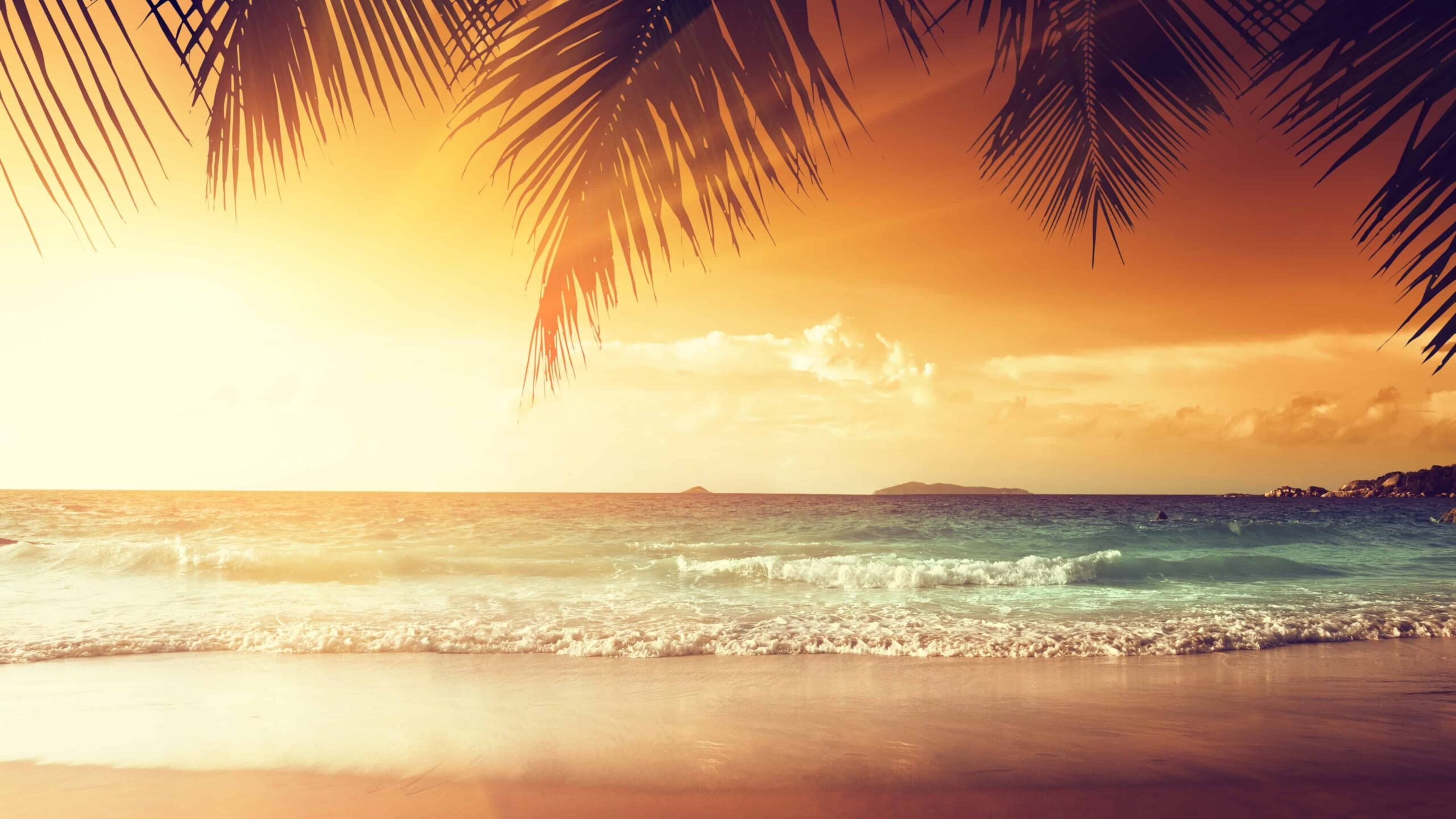 Palm Trees 4k Wallpapers - Wallpaper Cave