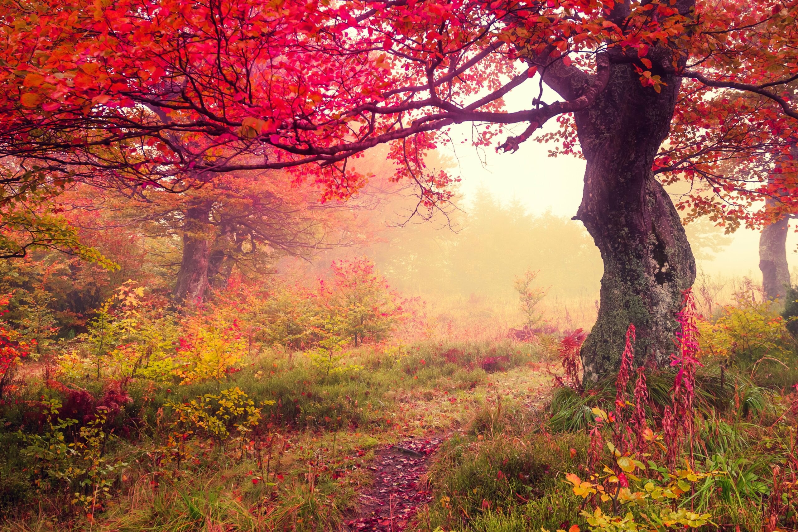 Majestic Landscape With Autumn Trees in Forest 4K wallpaper