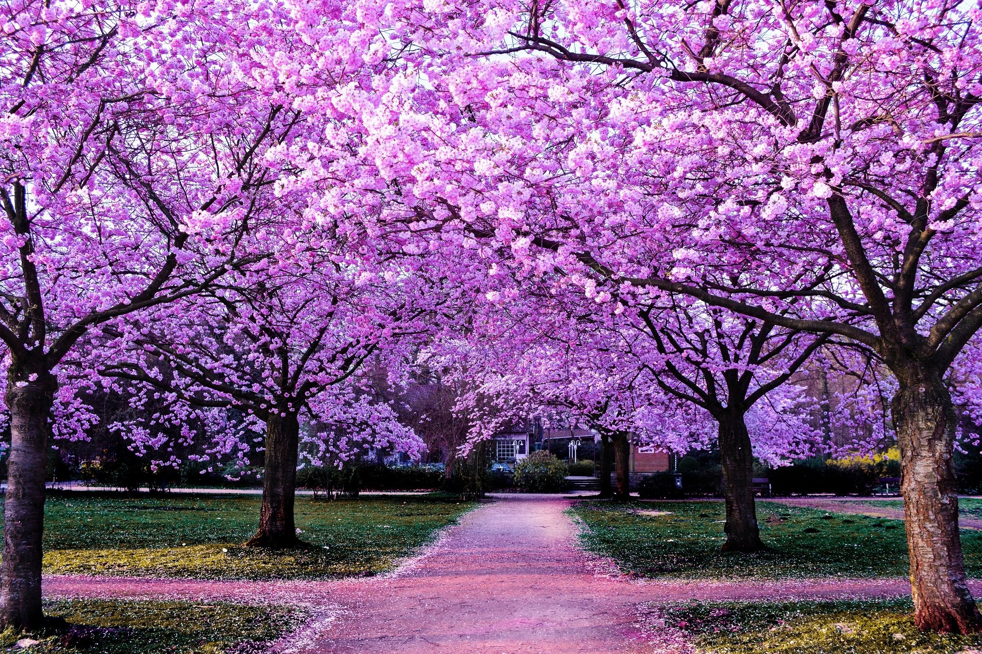Cherry Blossom Path 4k Ultra HD Wallpaper | Background Image