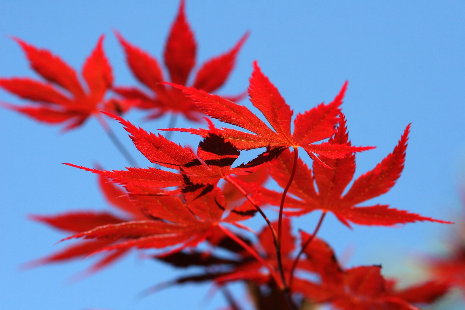 Acer Leaves Free Stock Photo | FreeImages