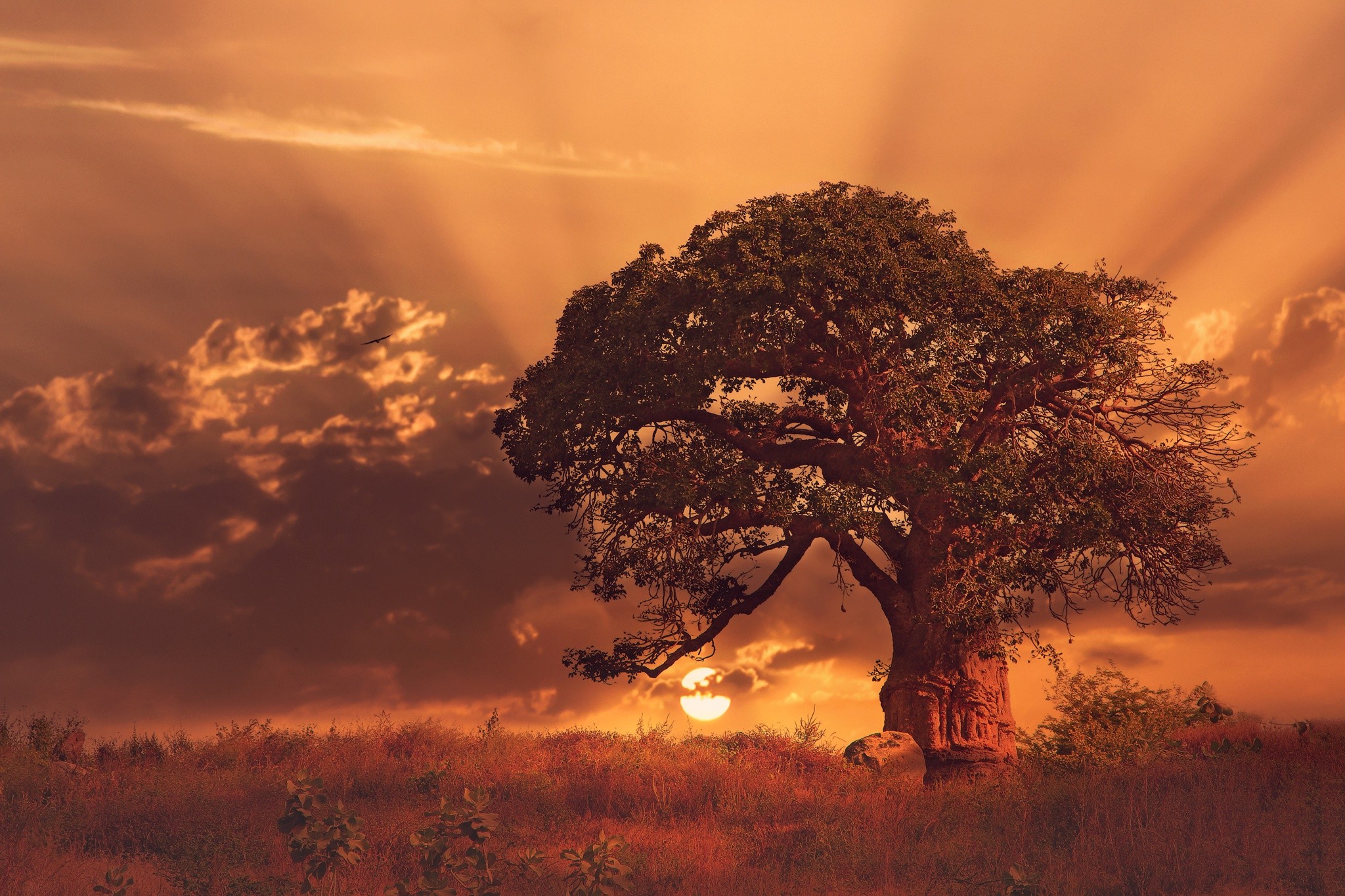 nature, Landscape, Sunset, Trees, Baobab Trees, Clouds, Africa, Grass