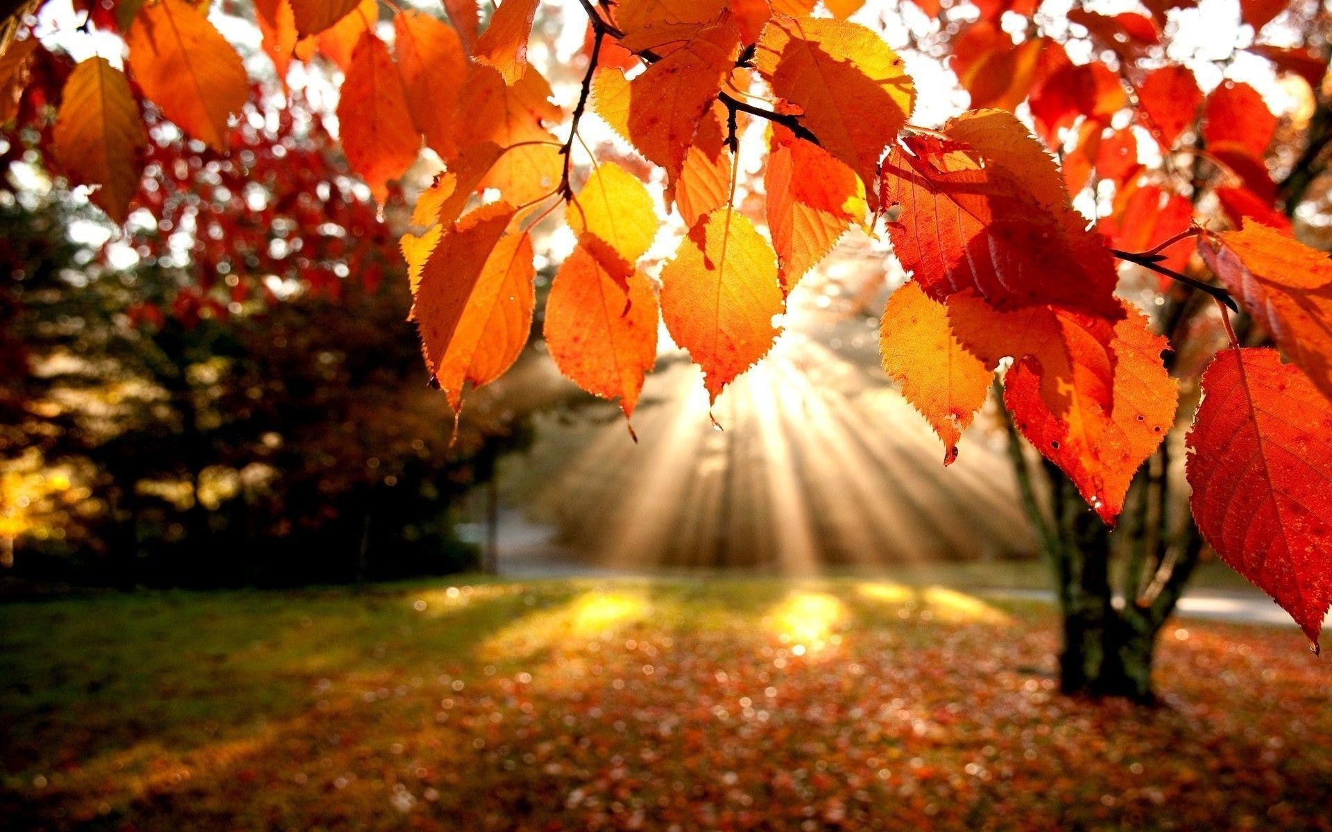 Desktop Wallpaper Autumn Leaves (65+ images)