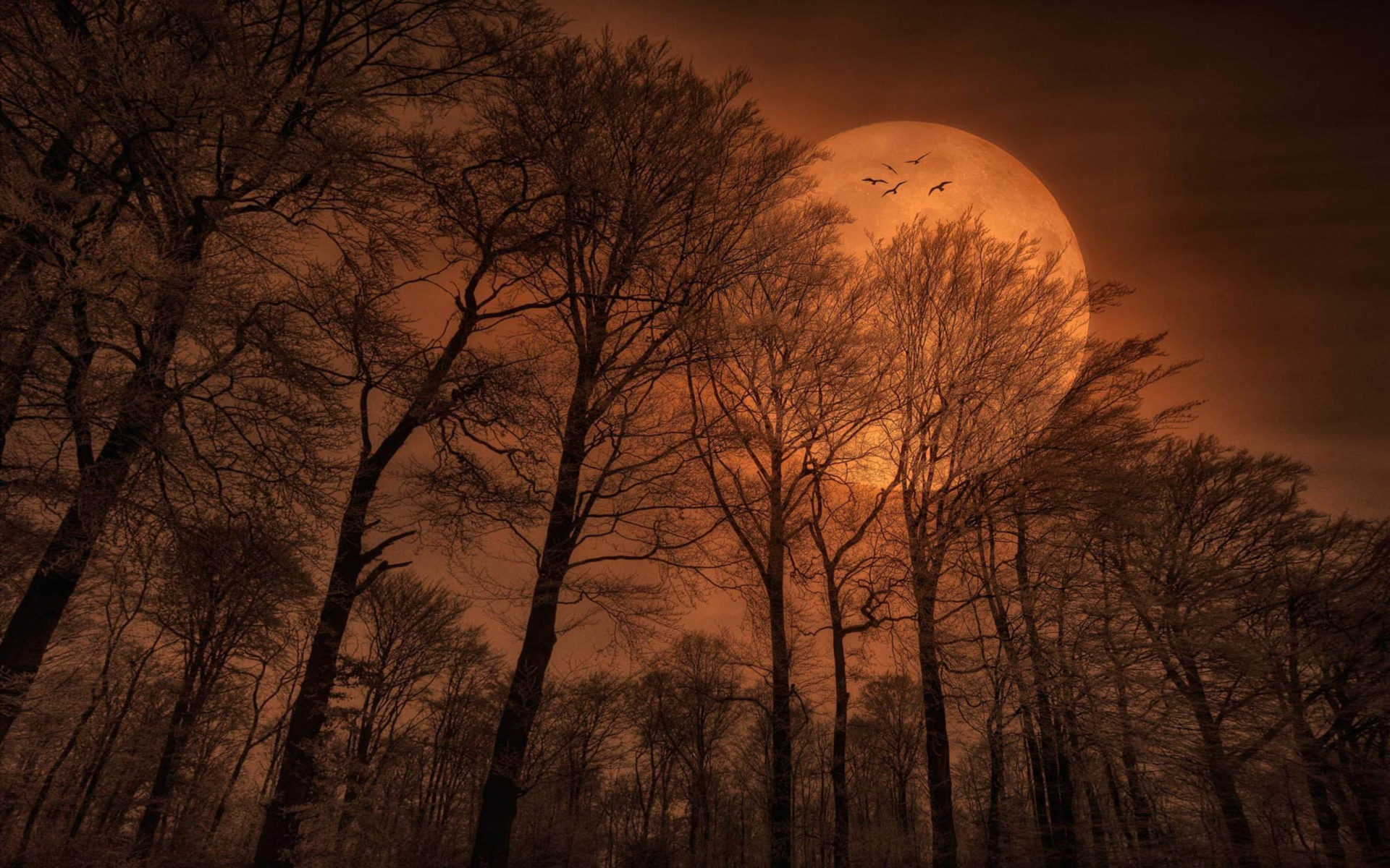 Beautiful Romantic Image Night Trees Branches Orange Sky Full Moon Free