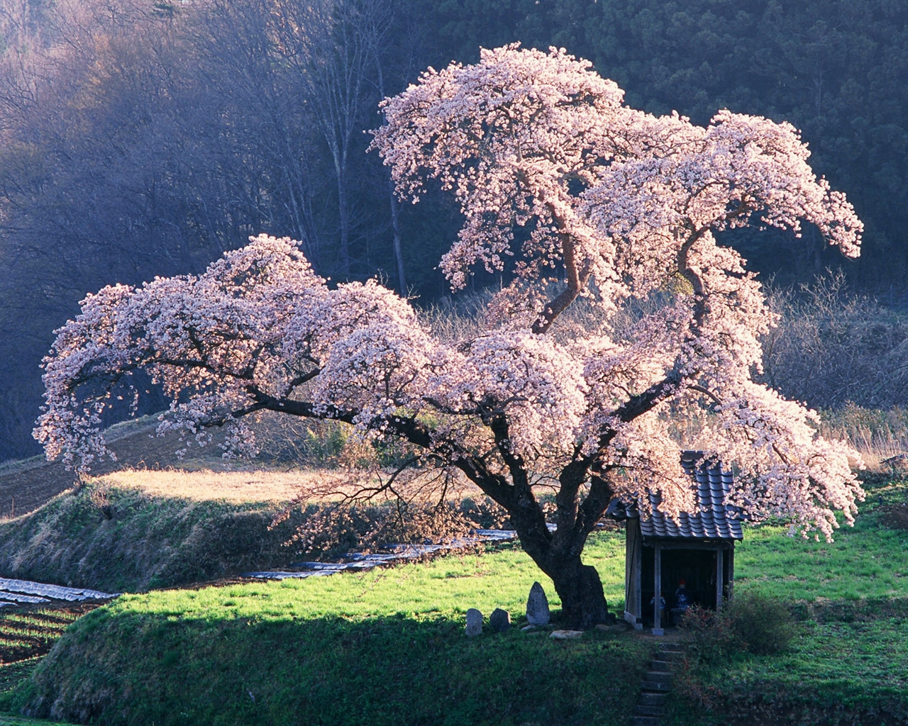 Beautiful blossoming tree 1280 x 1024 Wallpaper