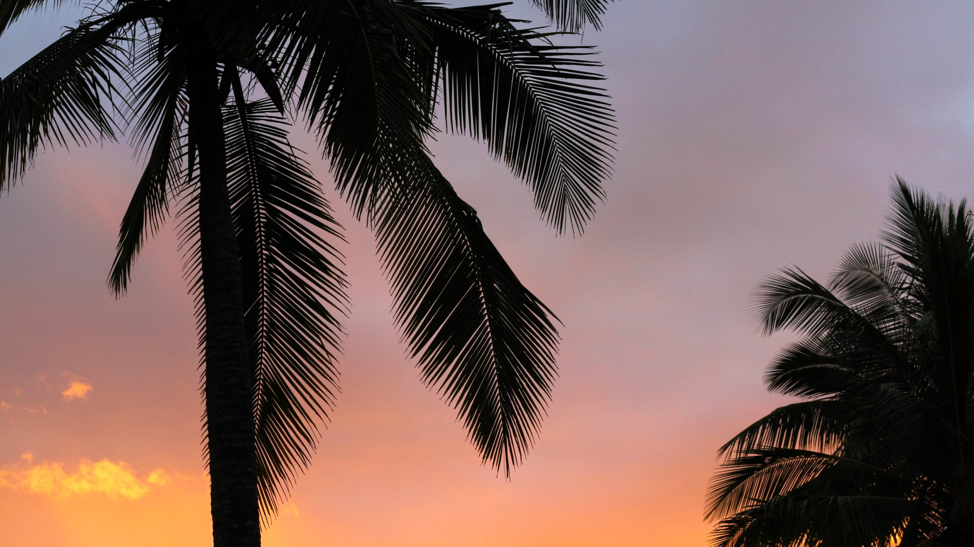 1920x1080 palms, sunset, branches 1080P Laptop Full HD Wallpaper, HD