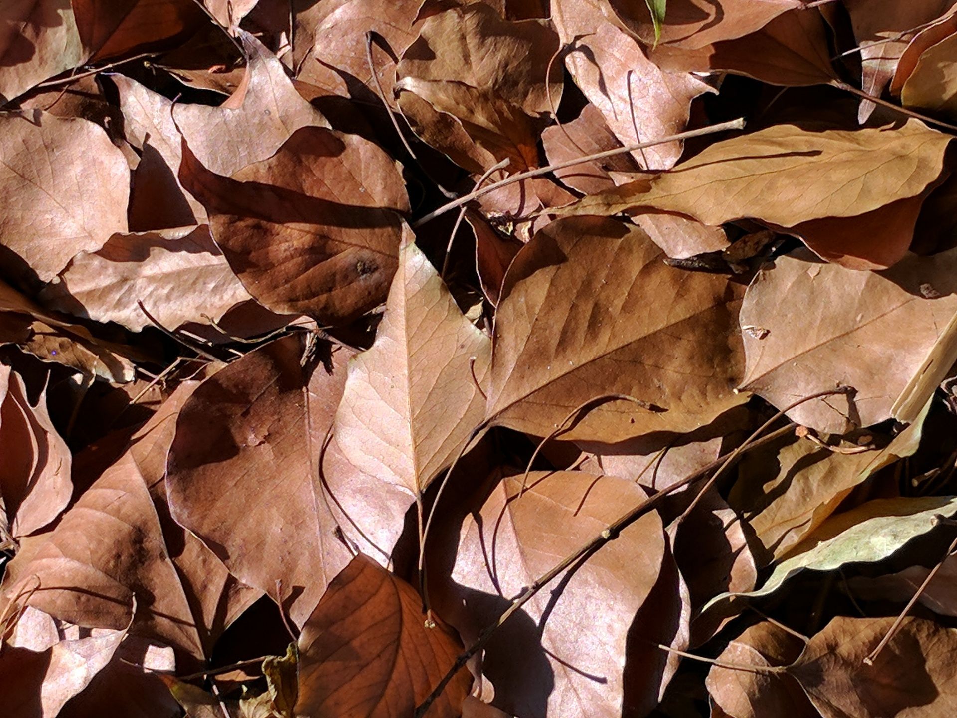 Brown Autumn Leaf Wallpapers - Wallpaper Cave