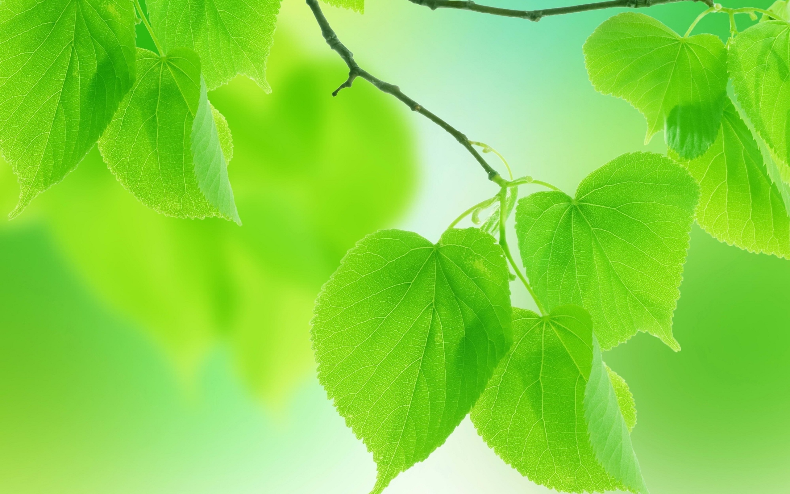 Leaves green close-up branch wallpaper | 2560x1600 | 76552 | WallpaperUP