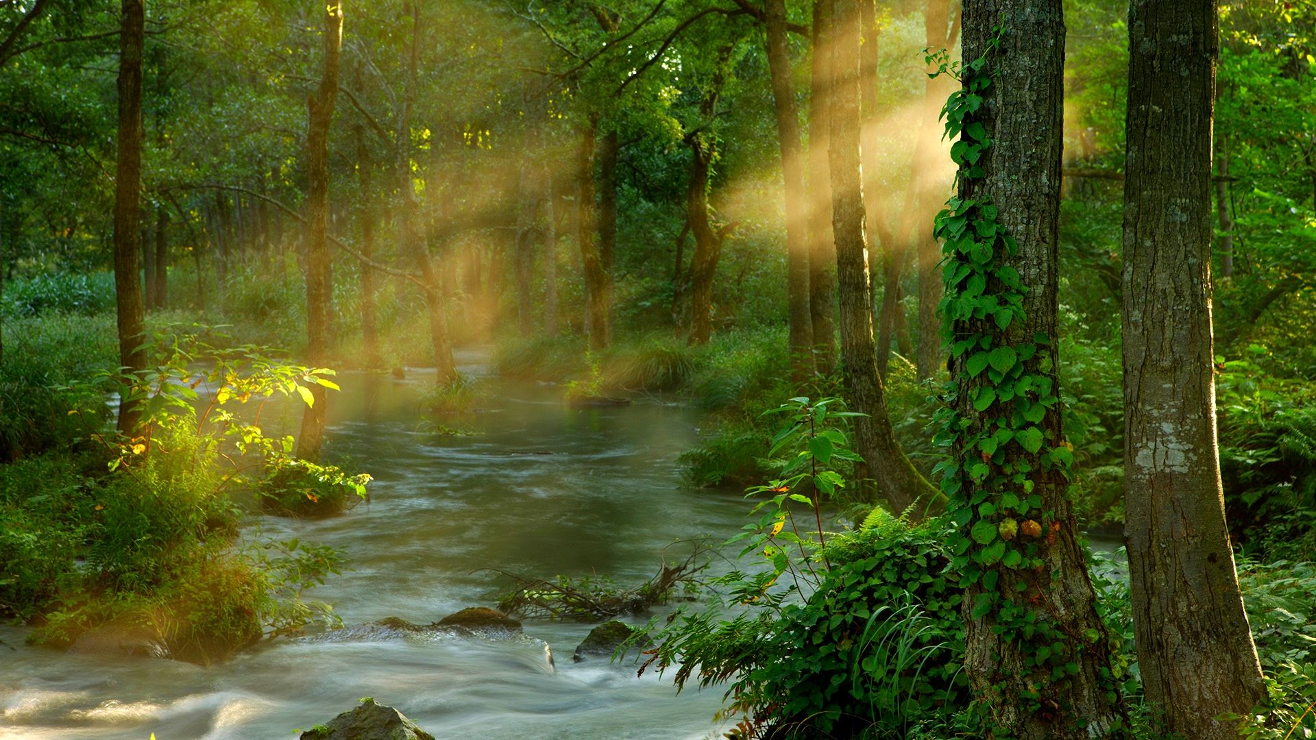 forest sunbeams | Landscape wallpaper, Beautiful nature, Background for