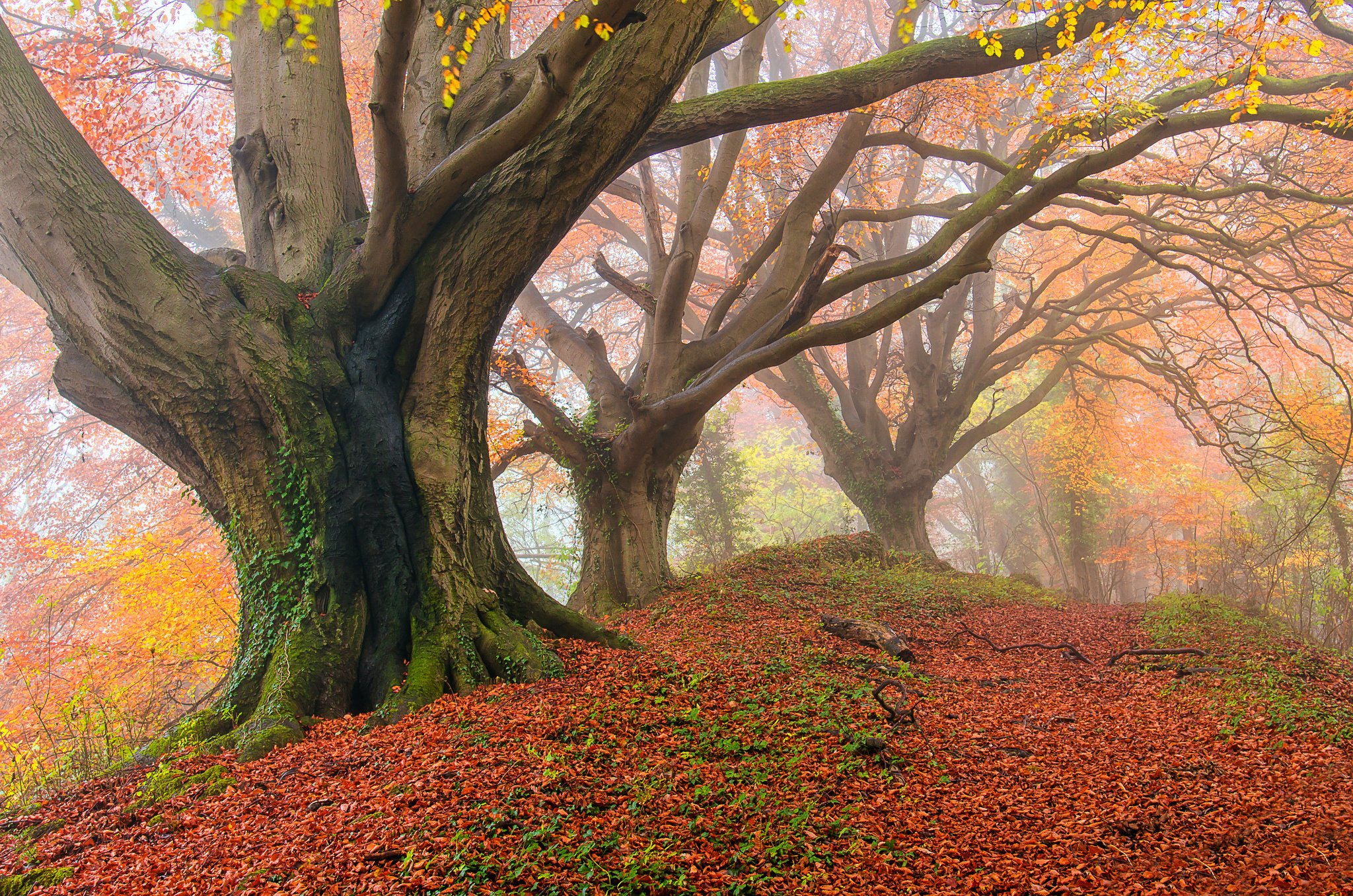 autumn, Fog, Forest