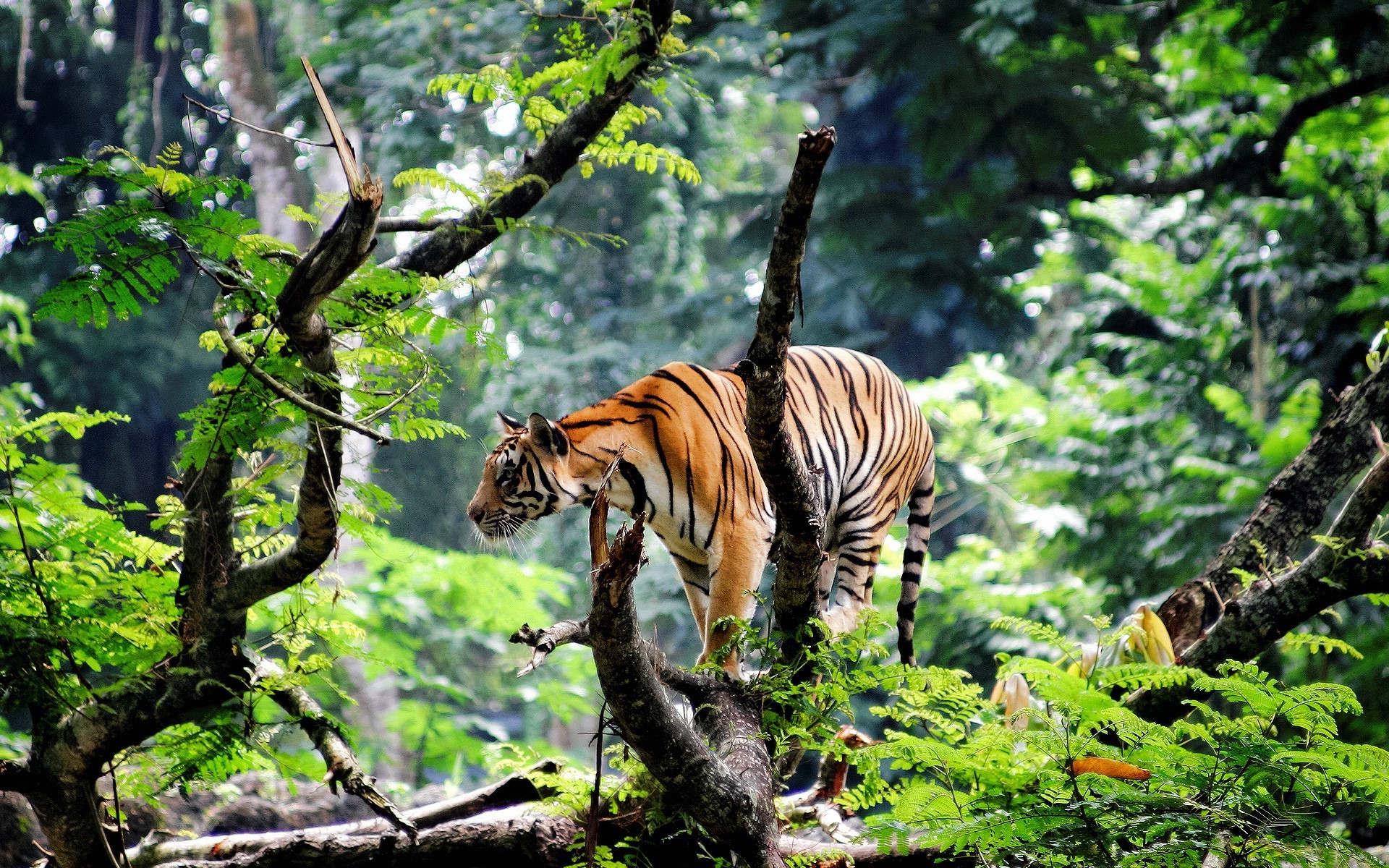 Wallpaper : trees, forest, animals, nature, plants, tiger, branch