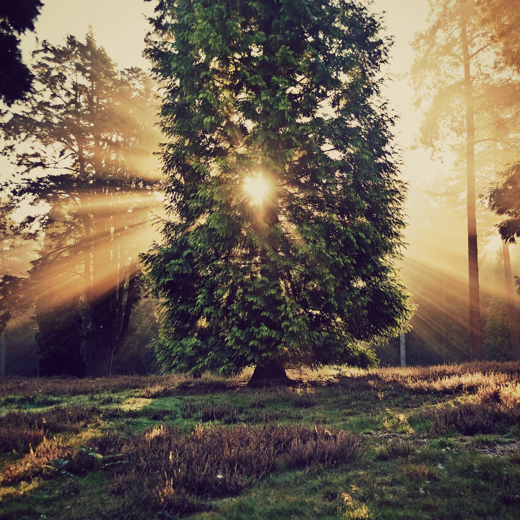 Sun Through Tree In Forest iPad Wallpapers Free Download