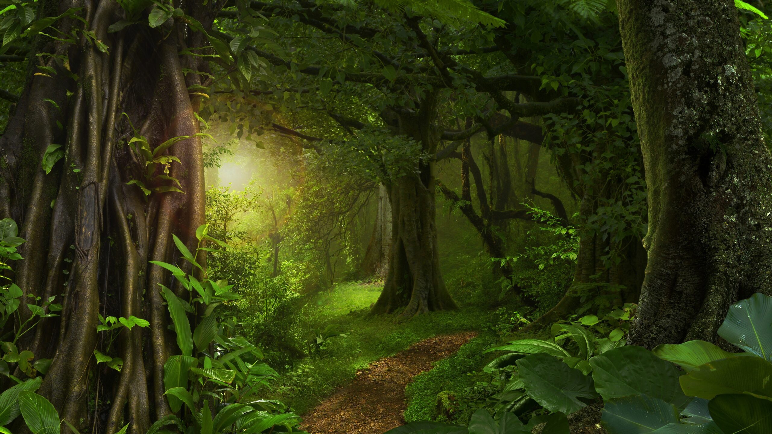 Wallpaper Forest, jungle, trees, path, green 3840x2160 UHD 4K Picture