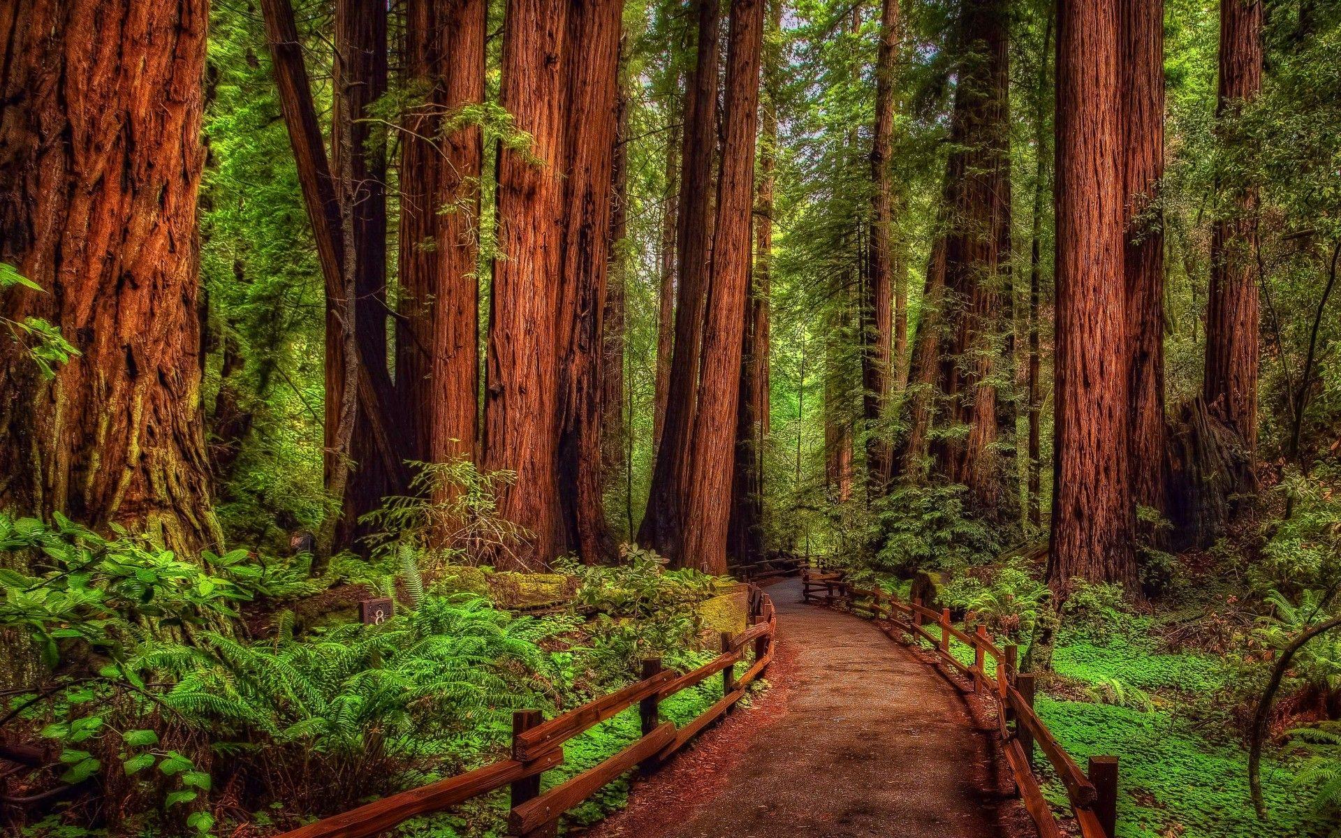 Redwood Tree Wallpapers - Top Free Redwood Tree Backgrounds