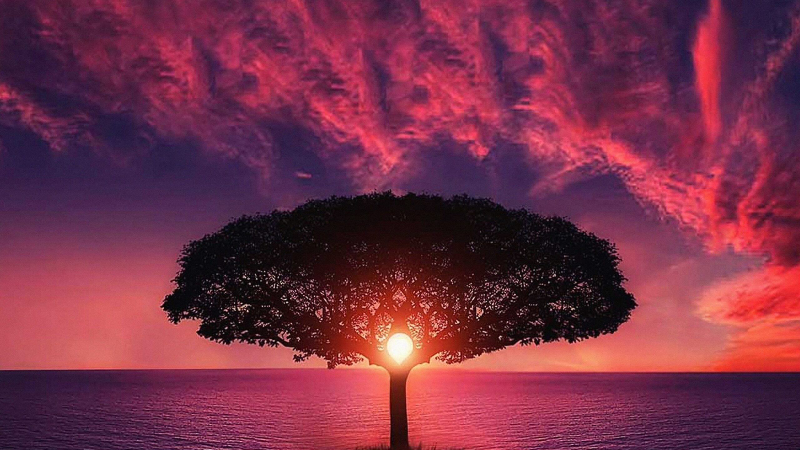 Tree, Sunset and Purple Sky wallpaper | nature and landscape