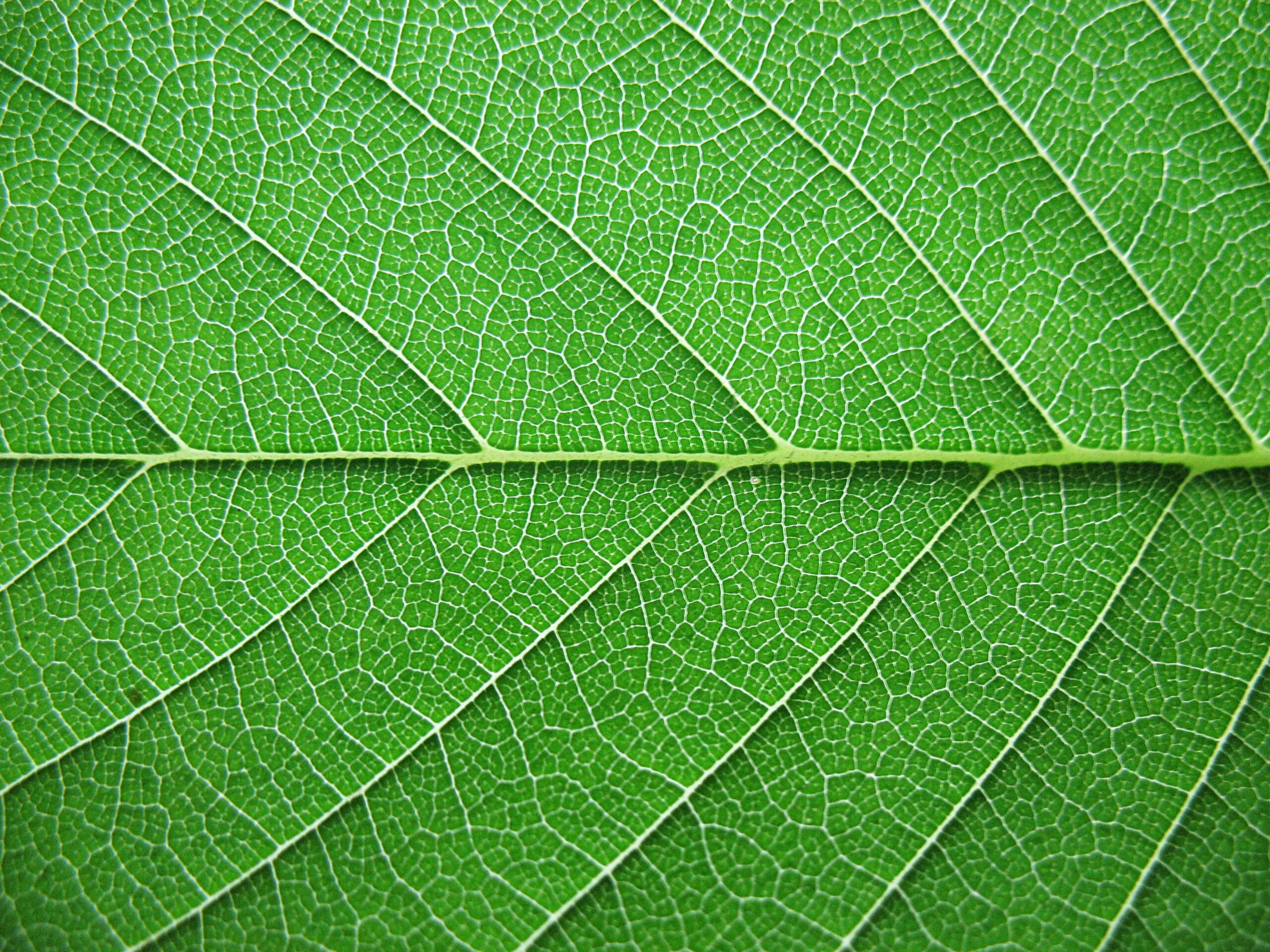 Leaf texture, Photo texture, Plant texture