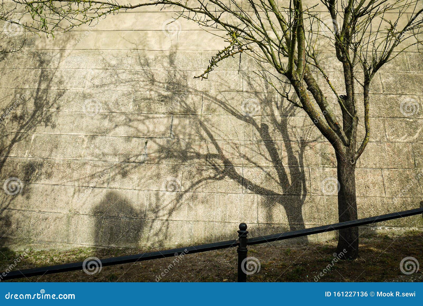 Tree Shadow on the Stone Wall Stock Photo - Image of nature
