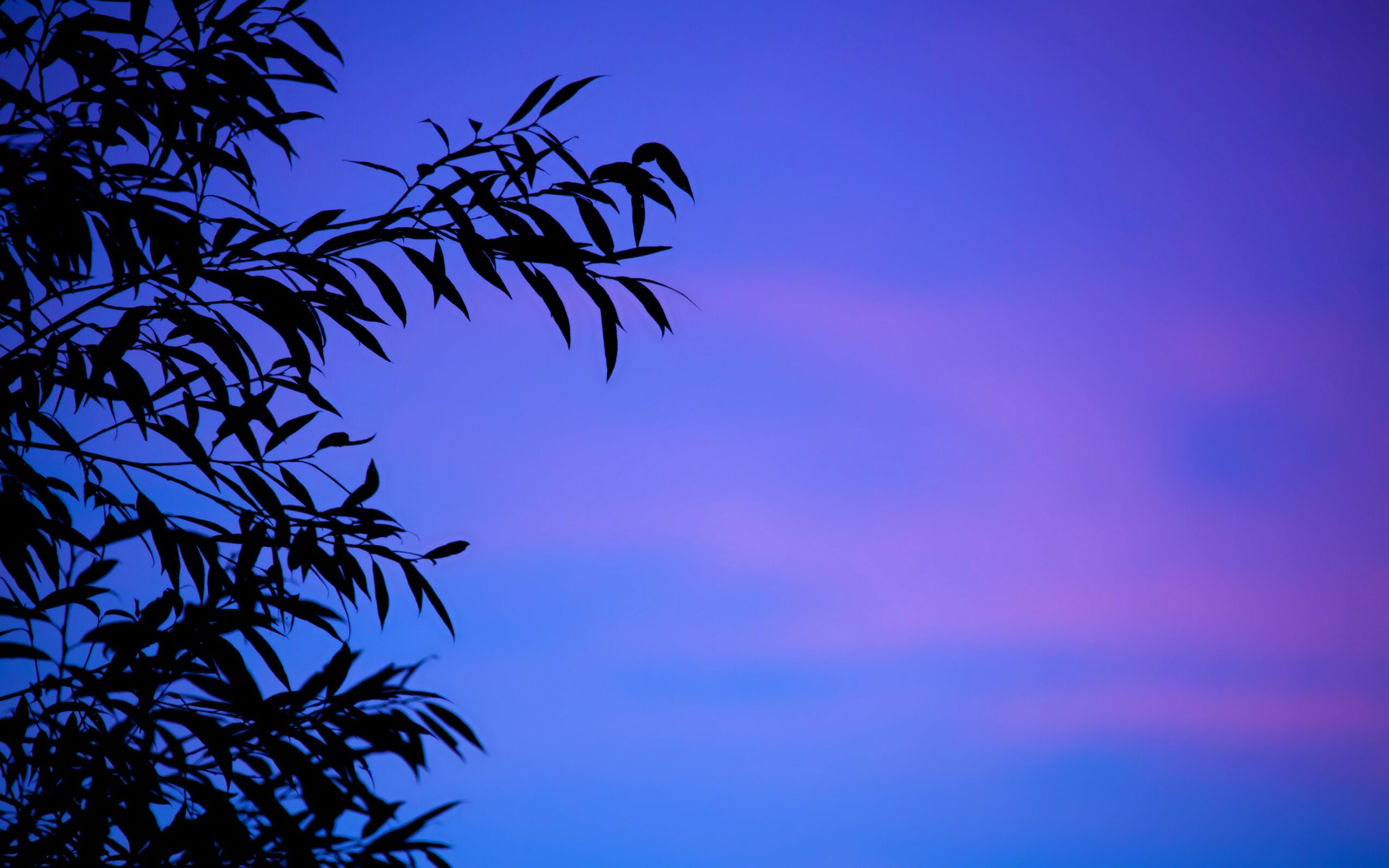 Download wallpaper 3840x2400 branches, sky, leaves, twilight, sunset
